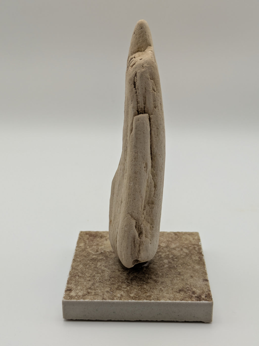 Petrified Wood Specimen (with stand)