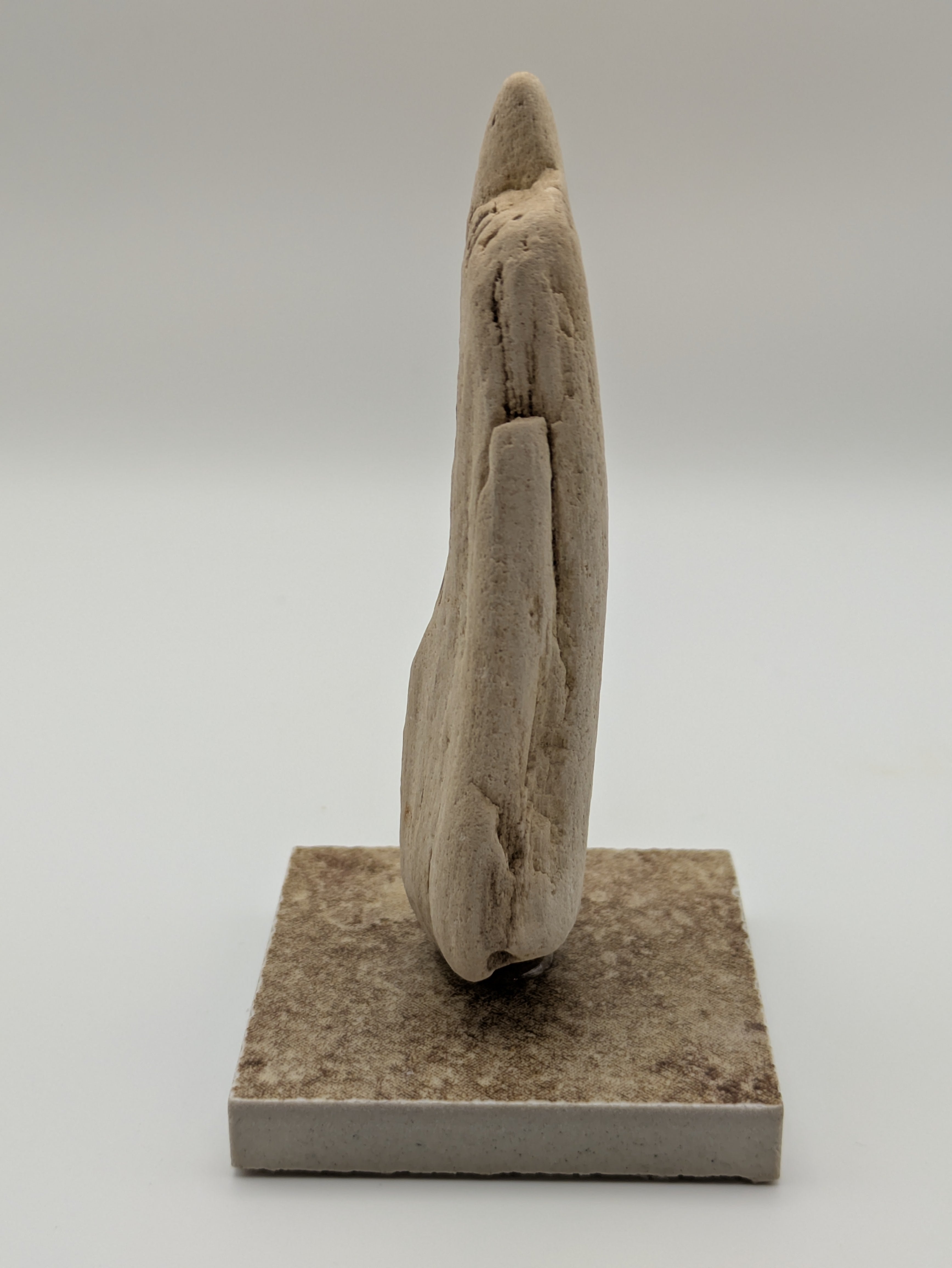 Petrified Wood Specimen (with stand)