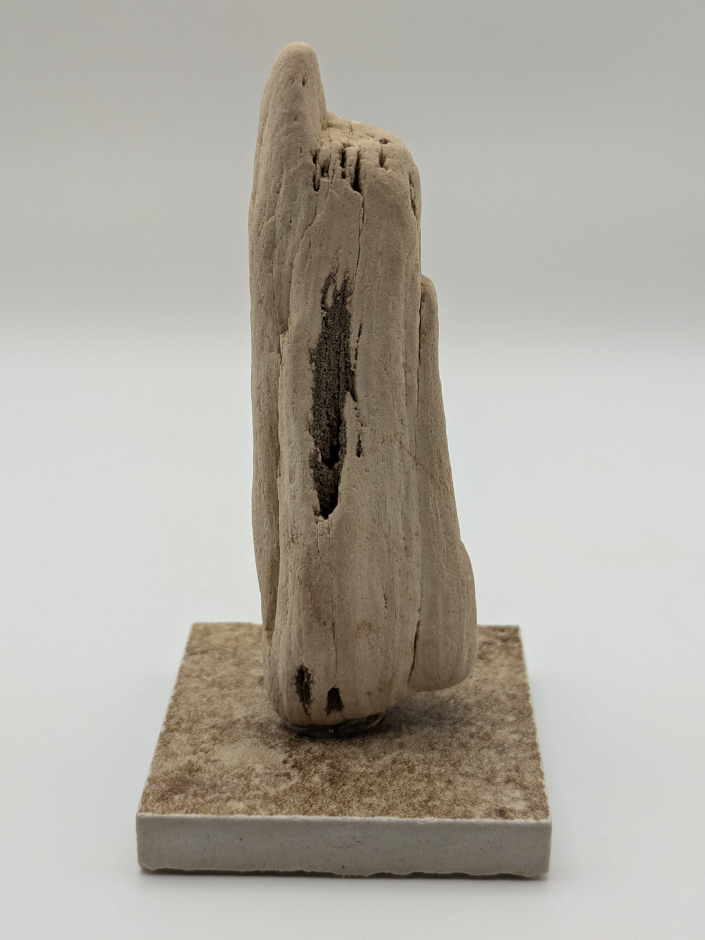 Petrified Wood Specimen (with stand)