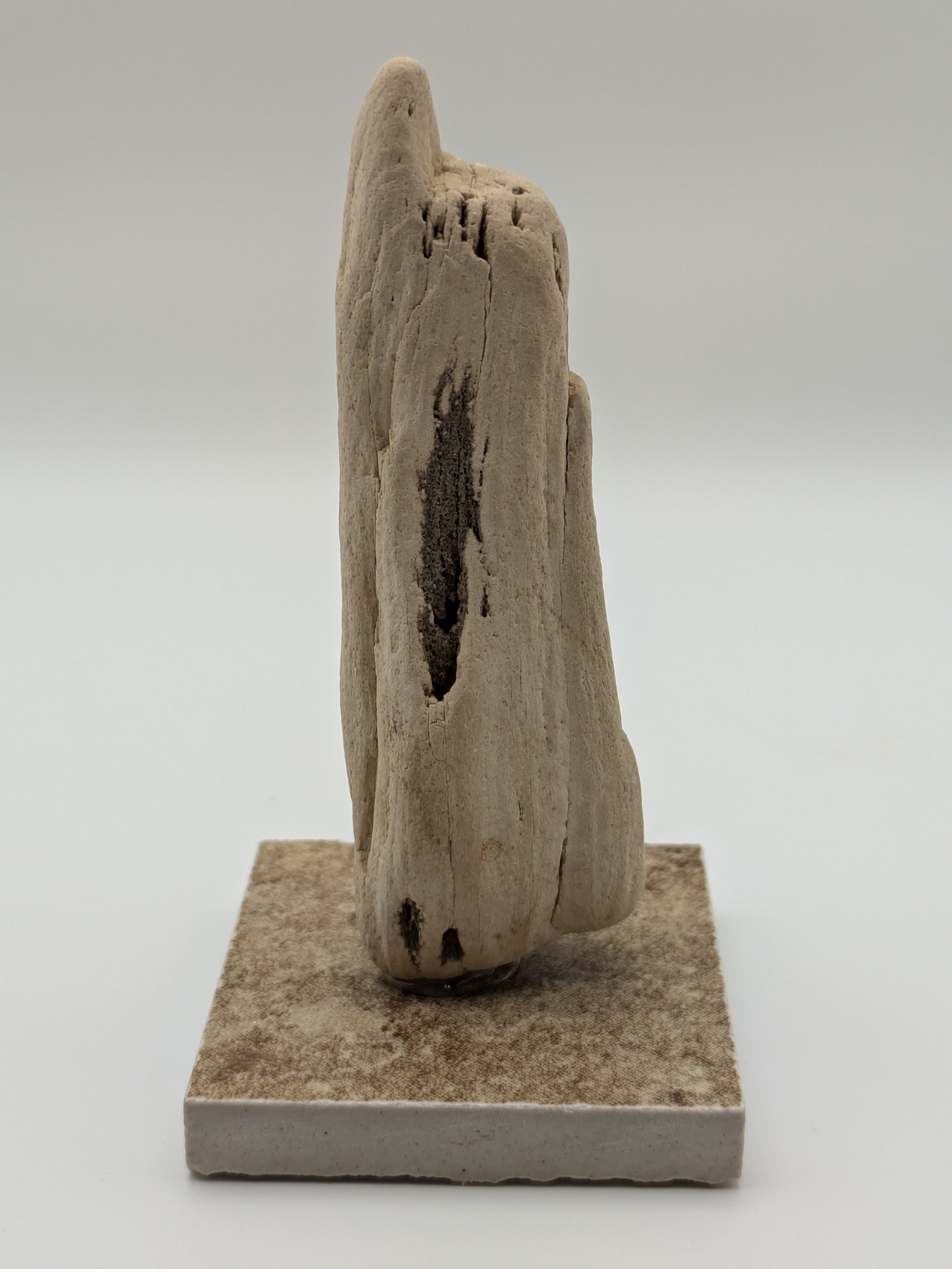 Petrified Wood Specimen (with stand)