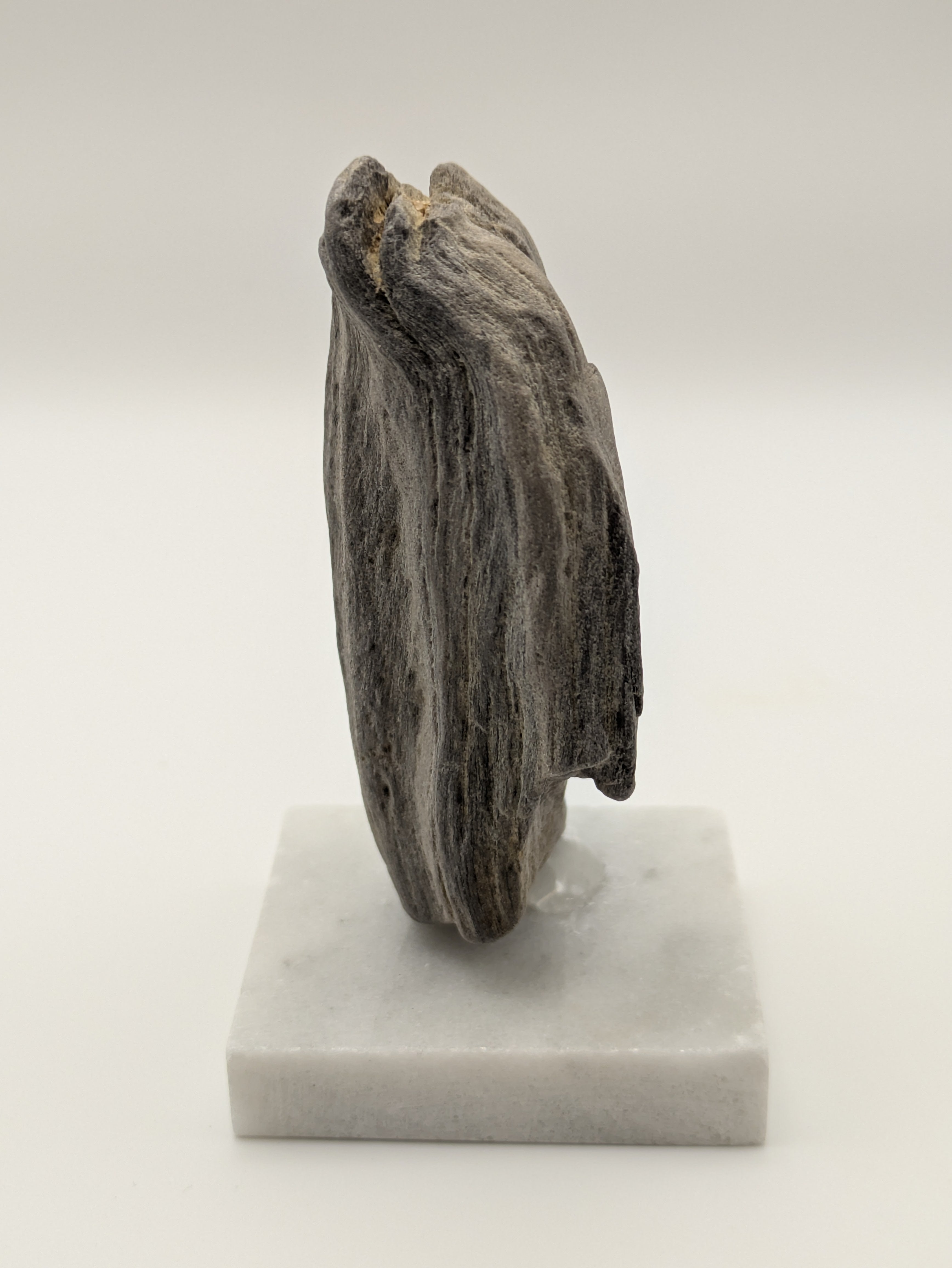 Petrified Wood Specimen (with stand)