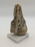 Petrified Wood Specimen (with stand)