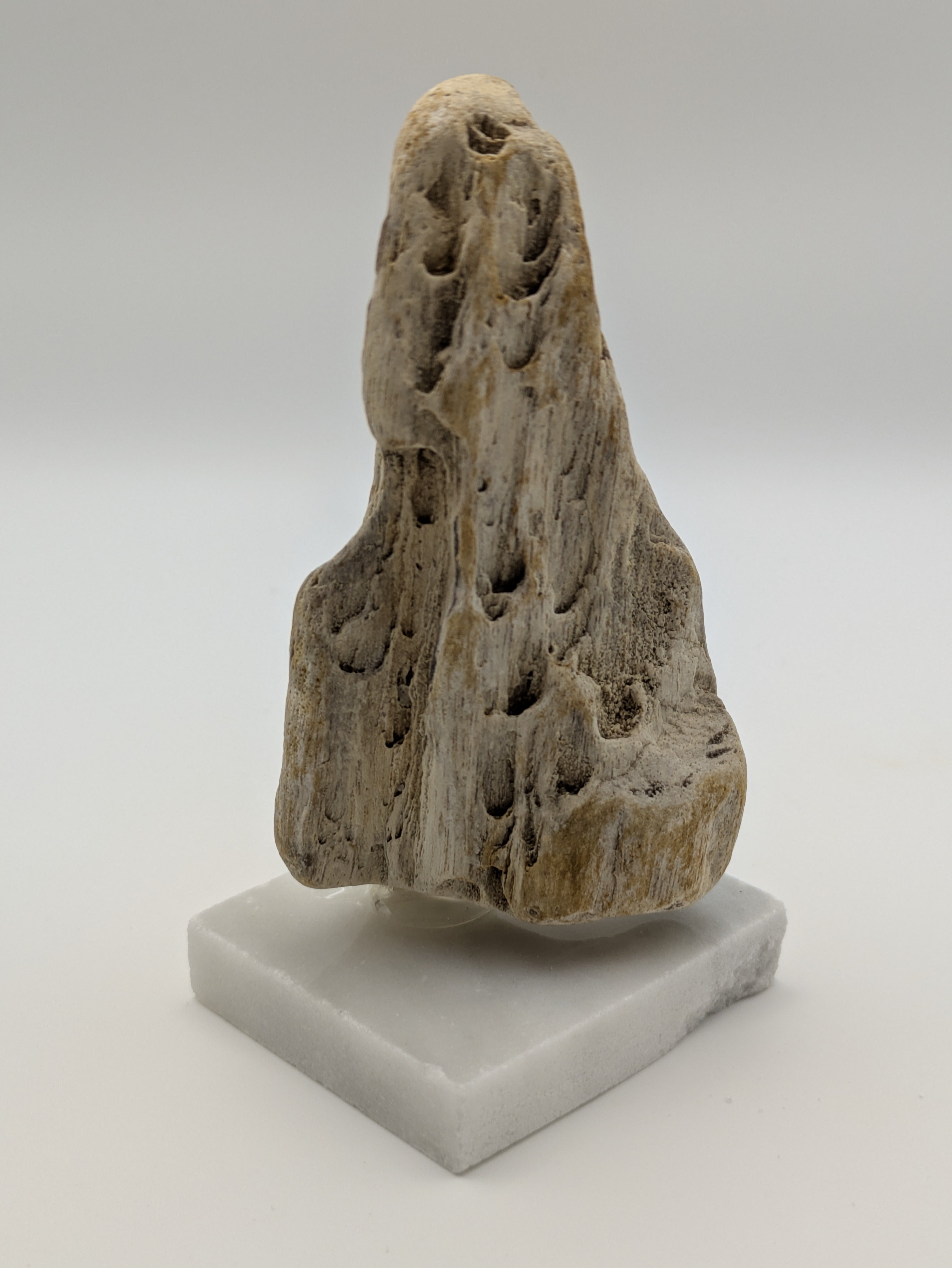 Petrified Wood Specimen (with stand)