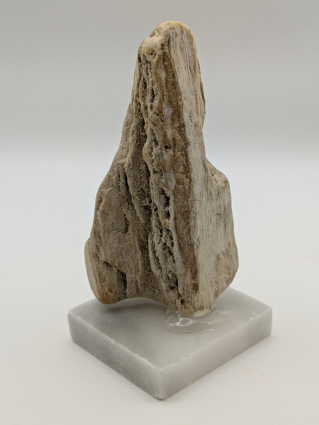 Petrified Wood Specimen (with stand)