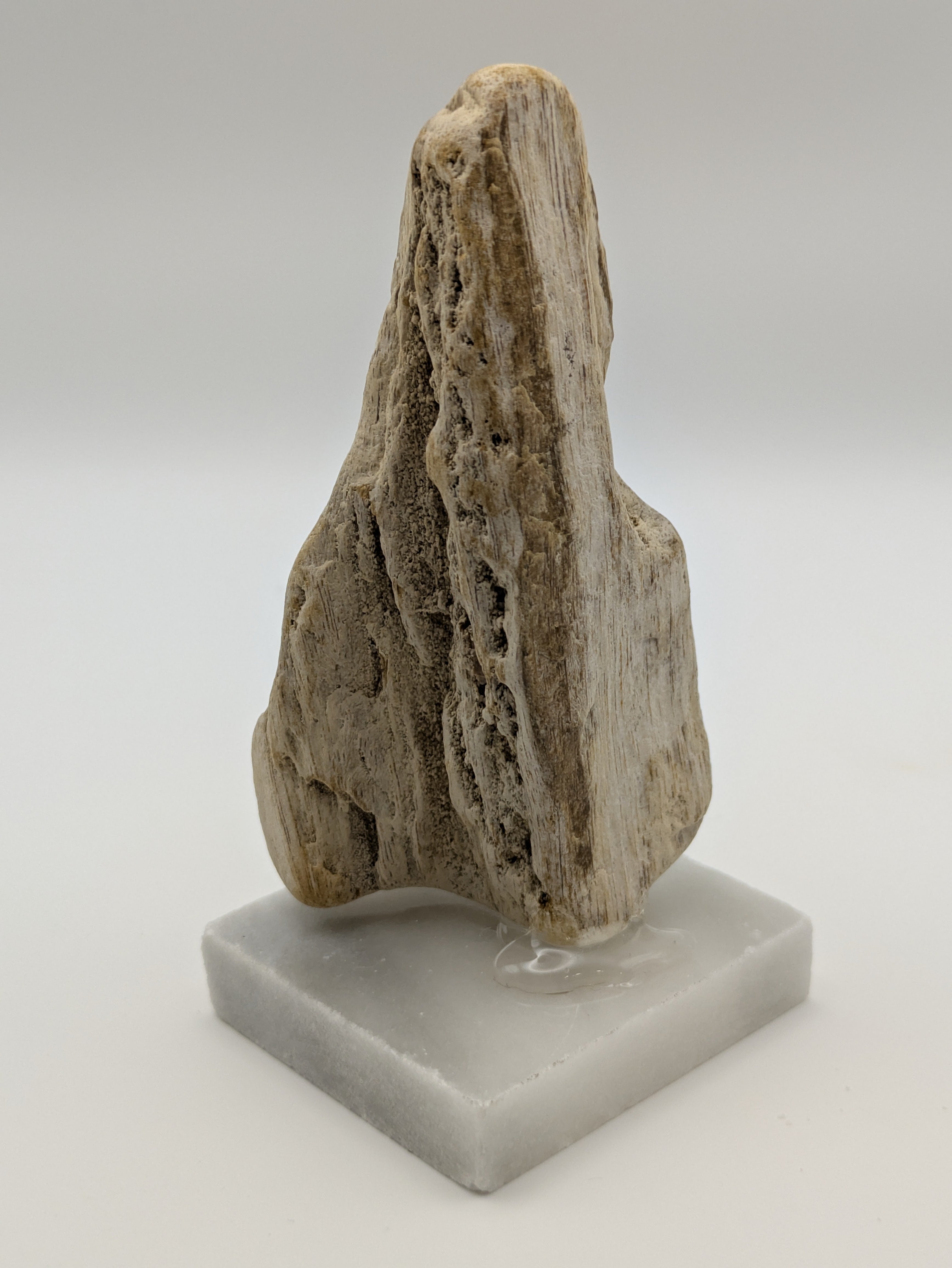 Petrified Wood Specimen (with stand)