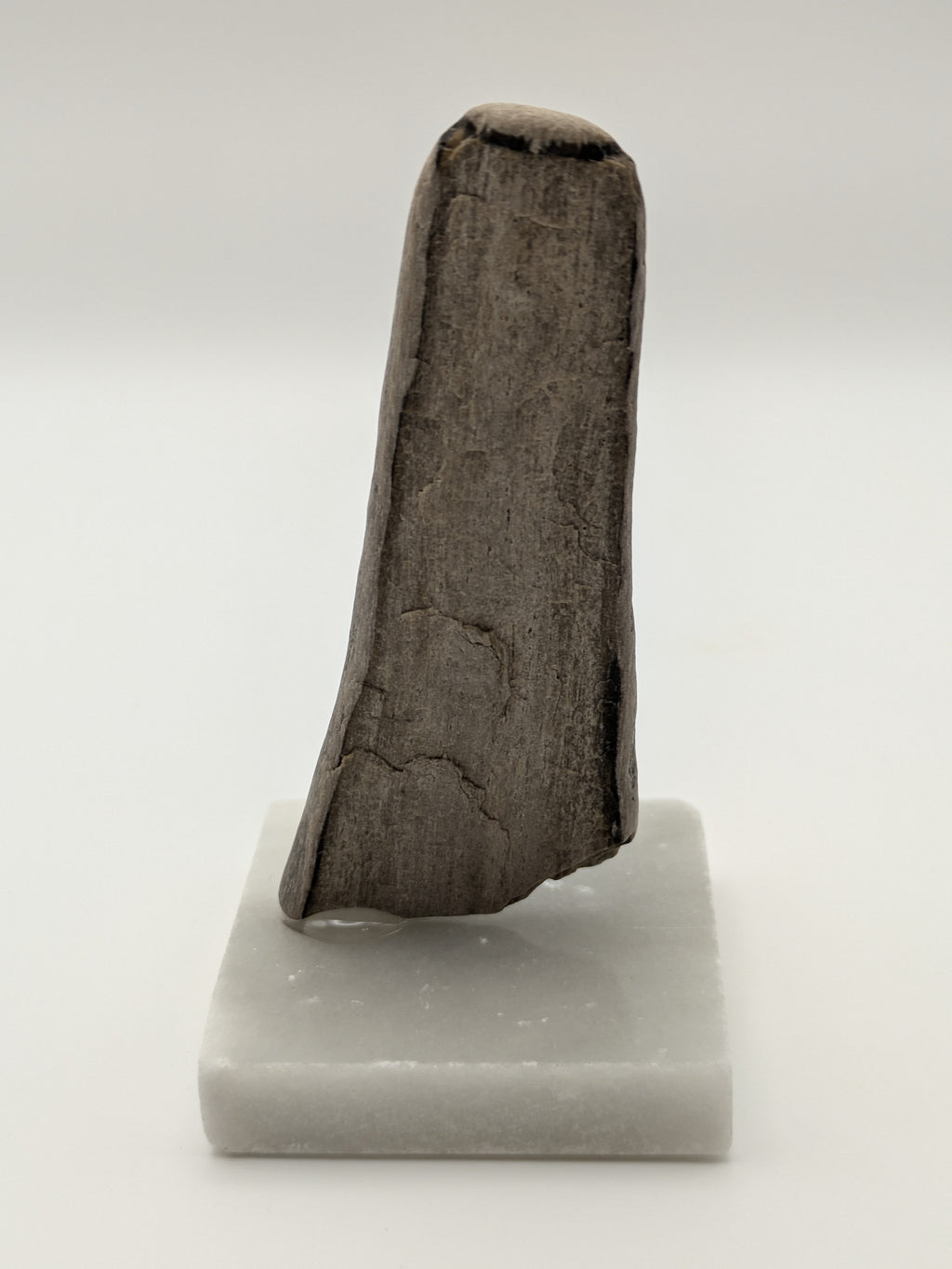Petrified Wood Specimen (with stand)