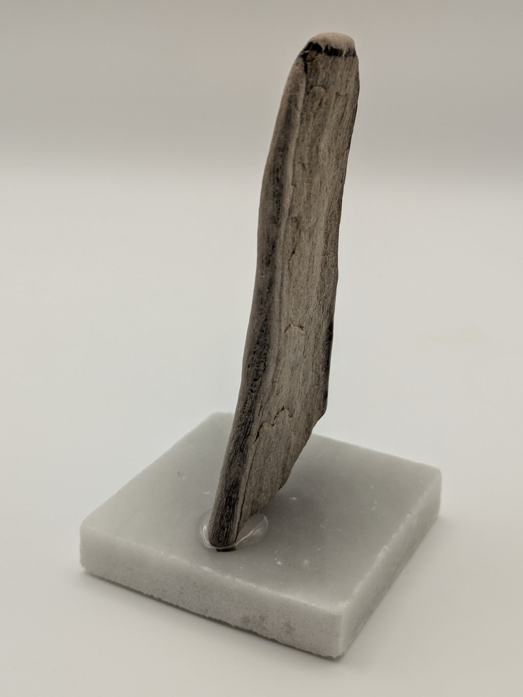 Petrified Wood Specimen (with stand)