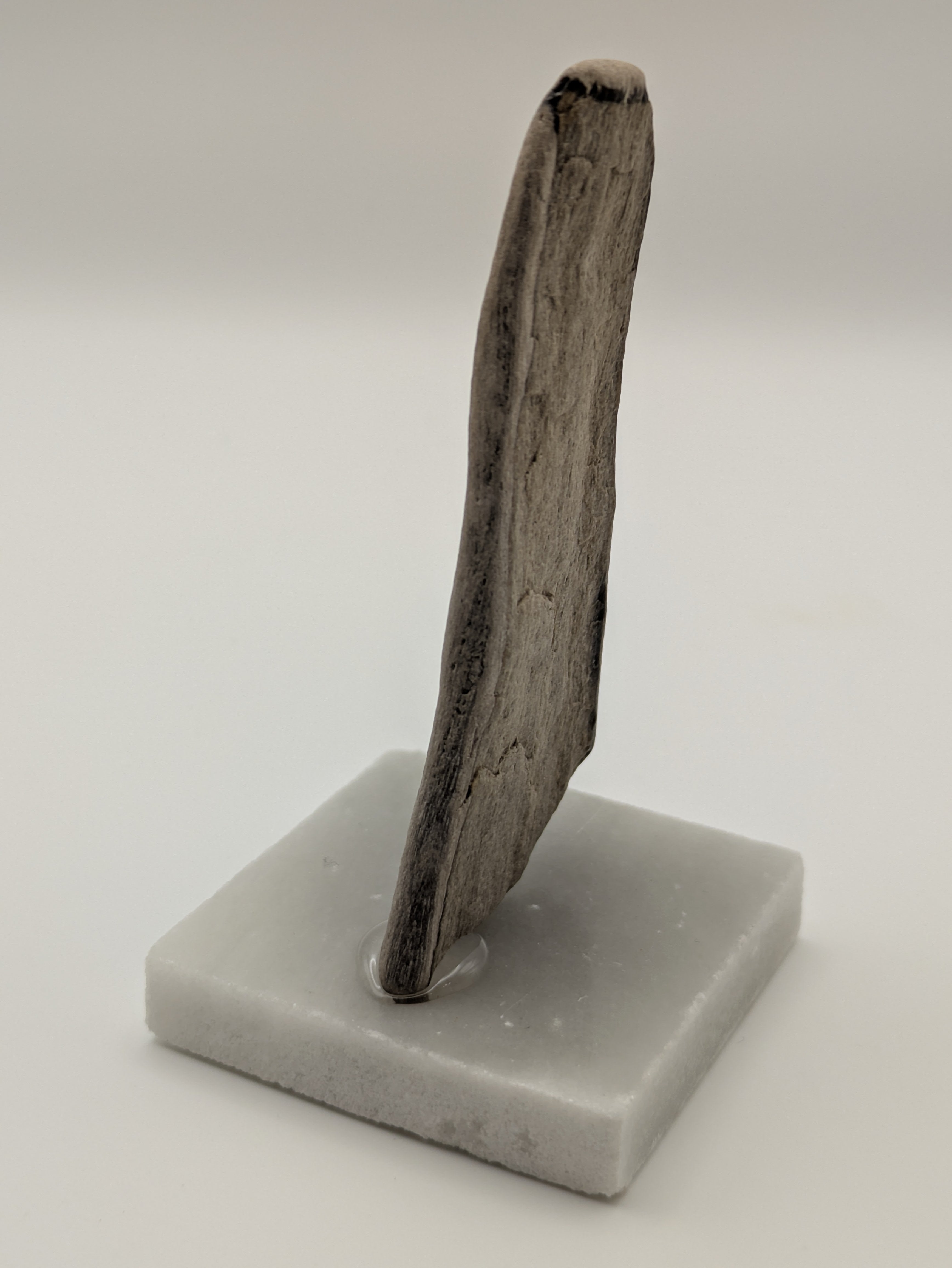 Petrified Wood Specimen (with stand)