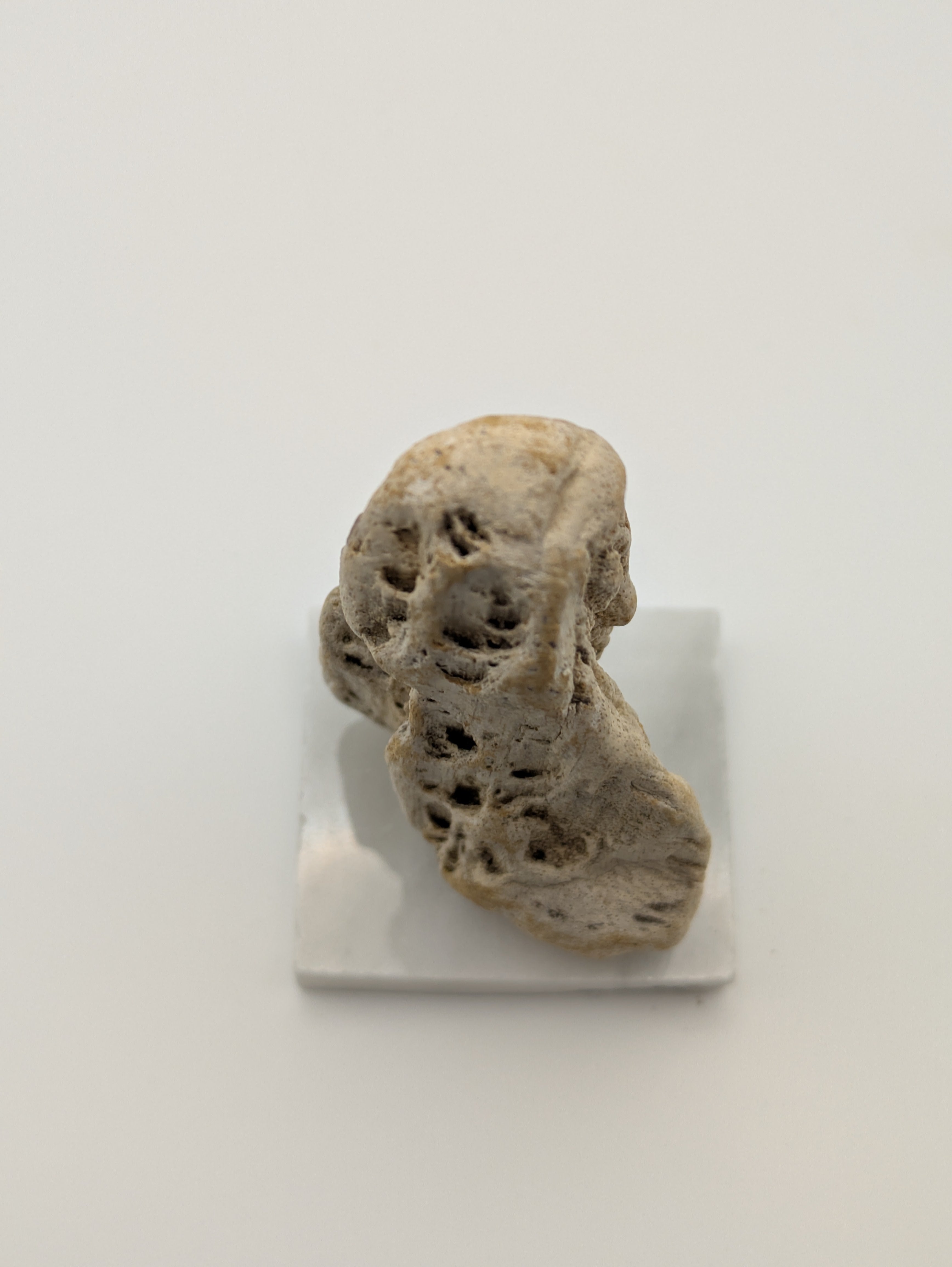 Petrified Wood Specimen (with stand)