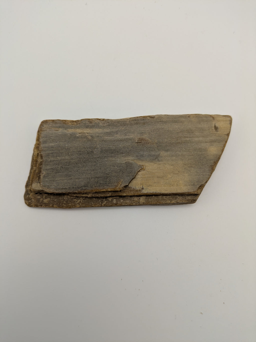 Petrified Wood Specimen