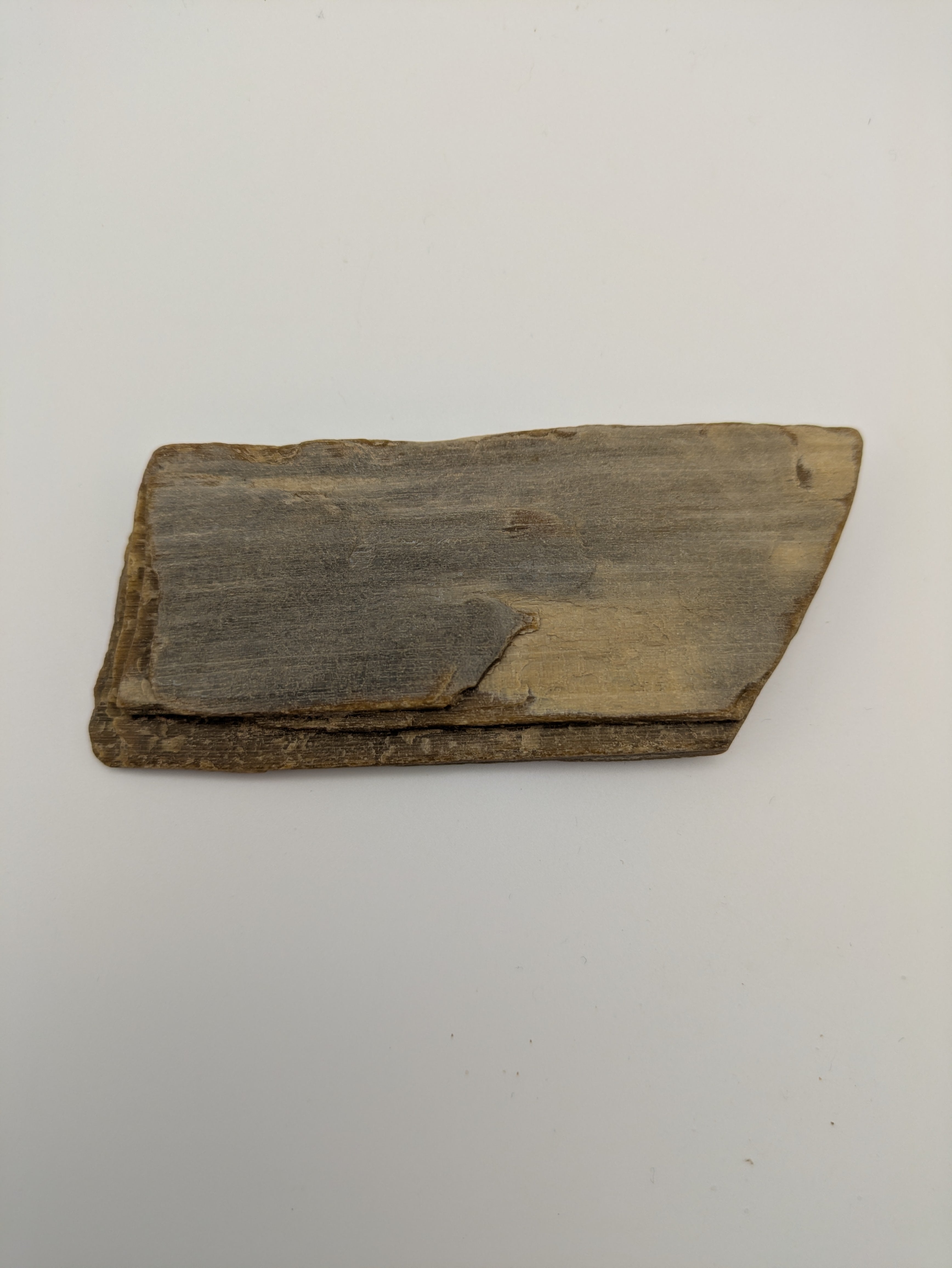 Petrified Wood Specimen