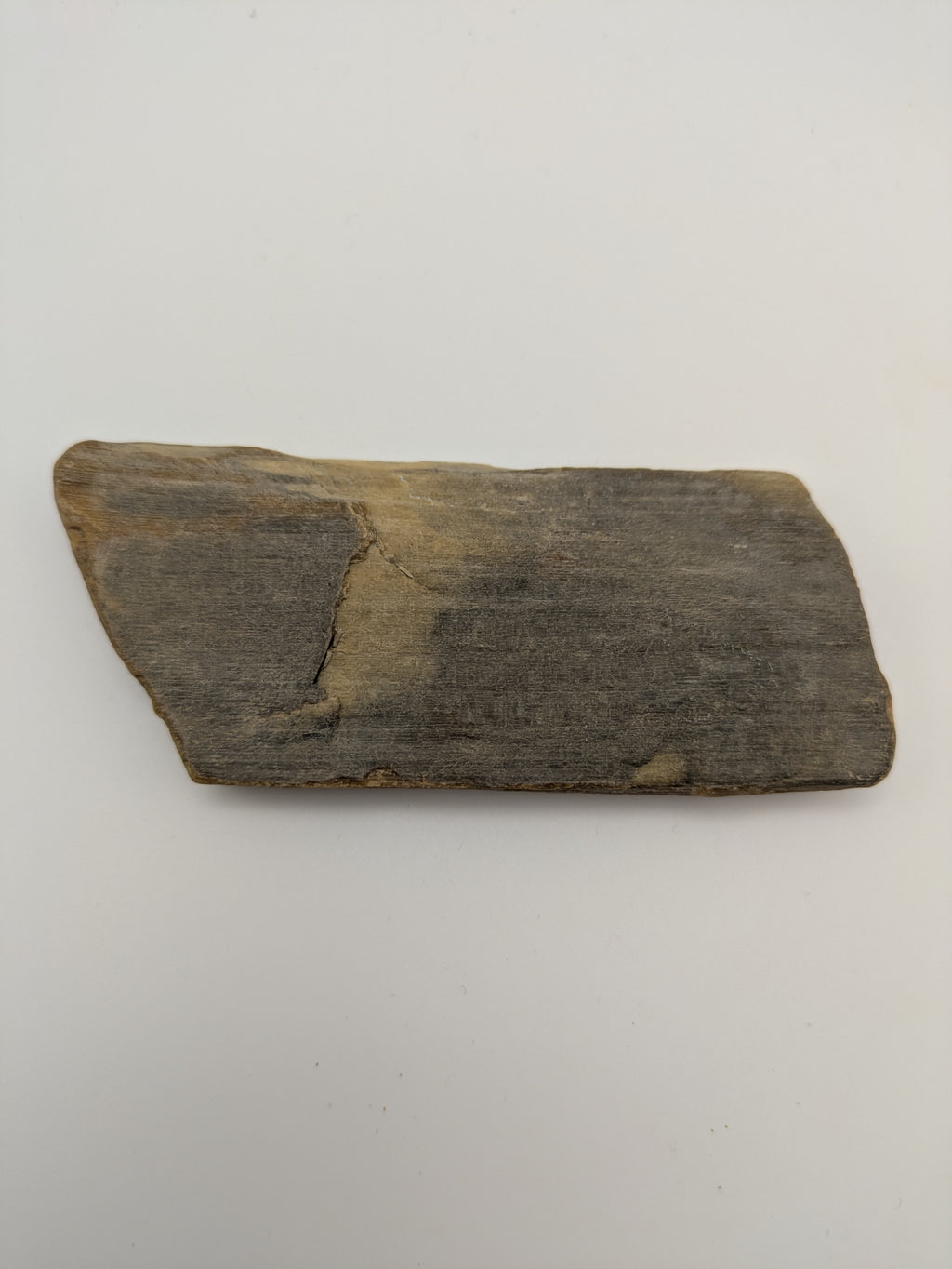 Petrified Wood Specimen