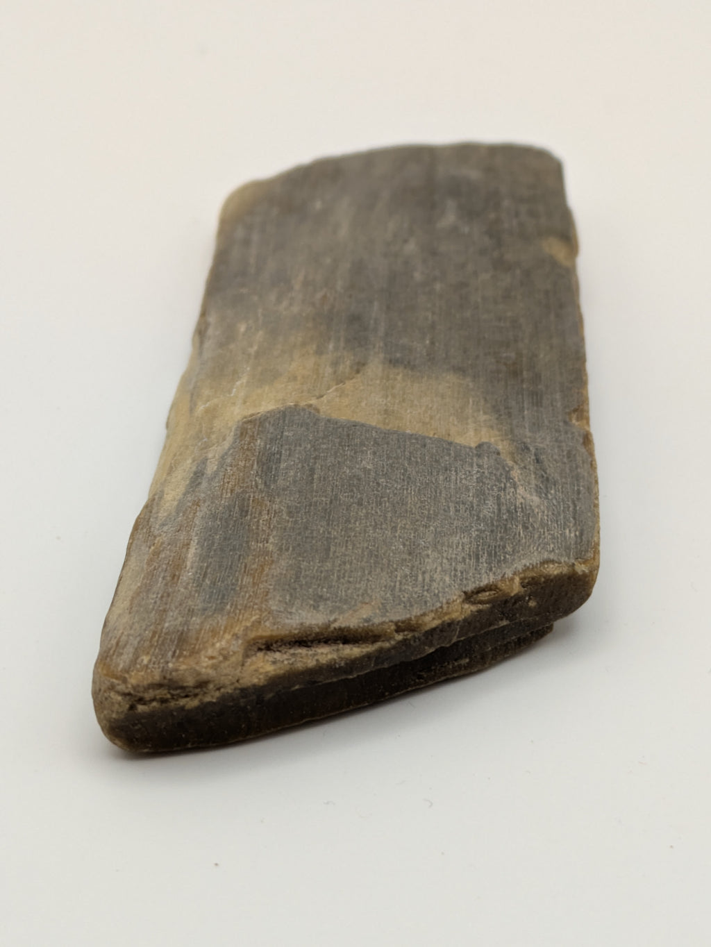 Petrified Wood Specimen