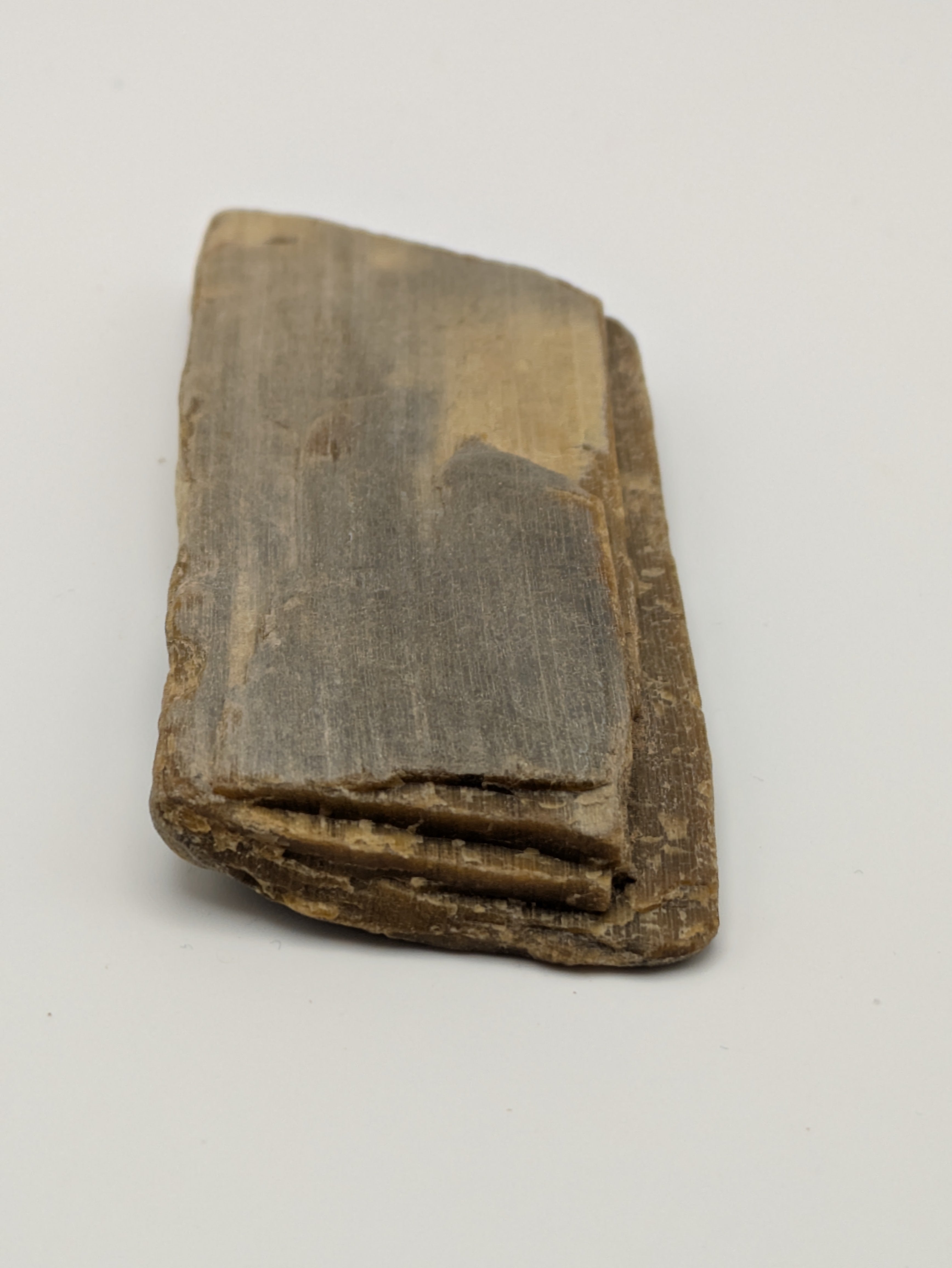 Petrified Wood Specimen