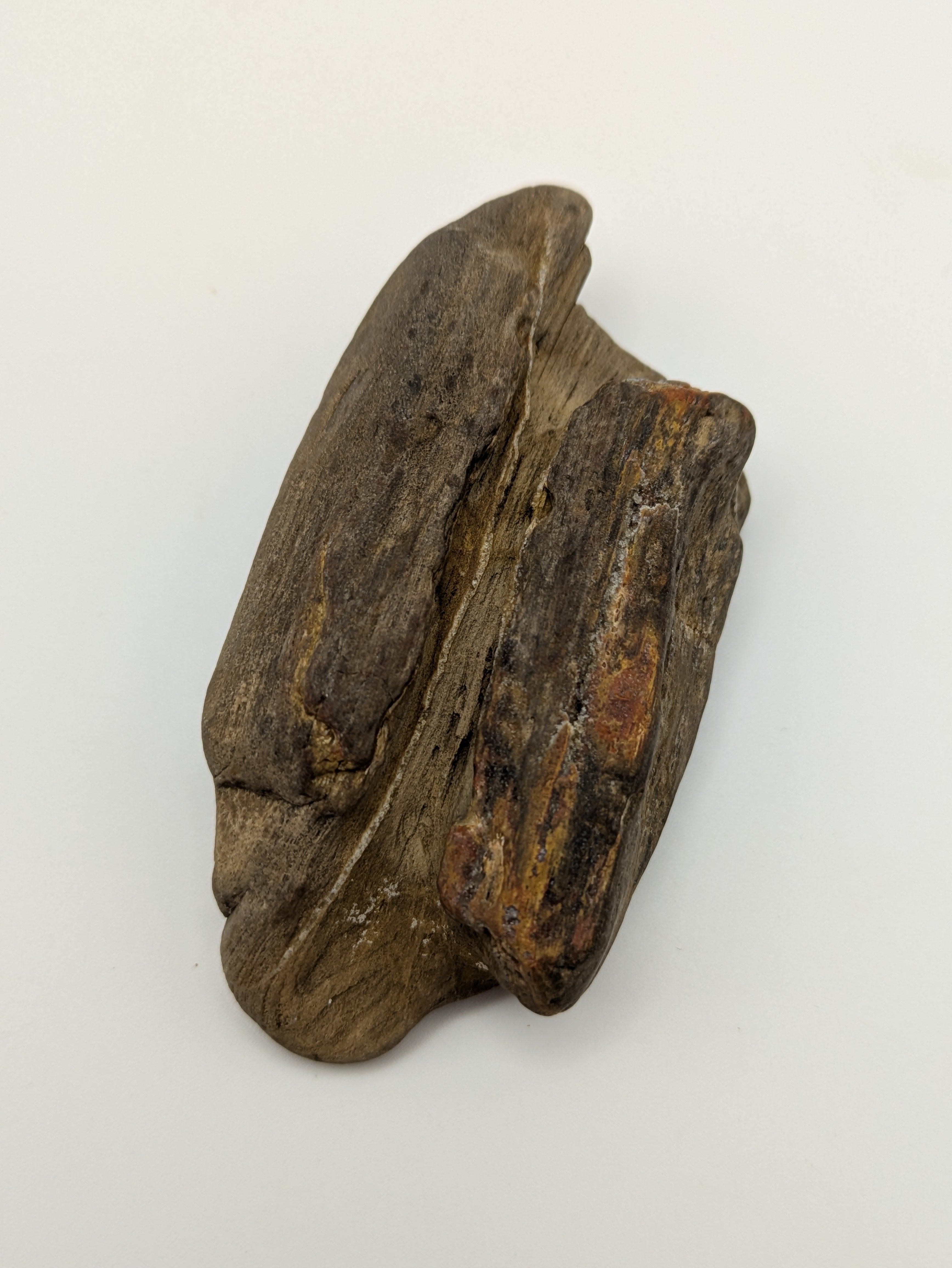 Petrified Wood Specimen with Druzy Crystals