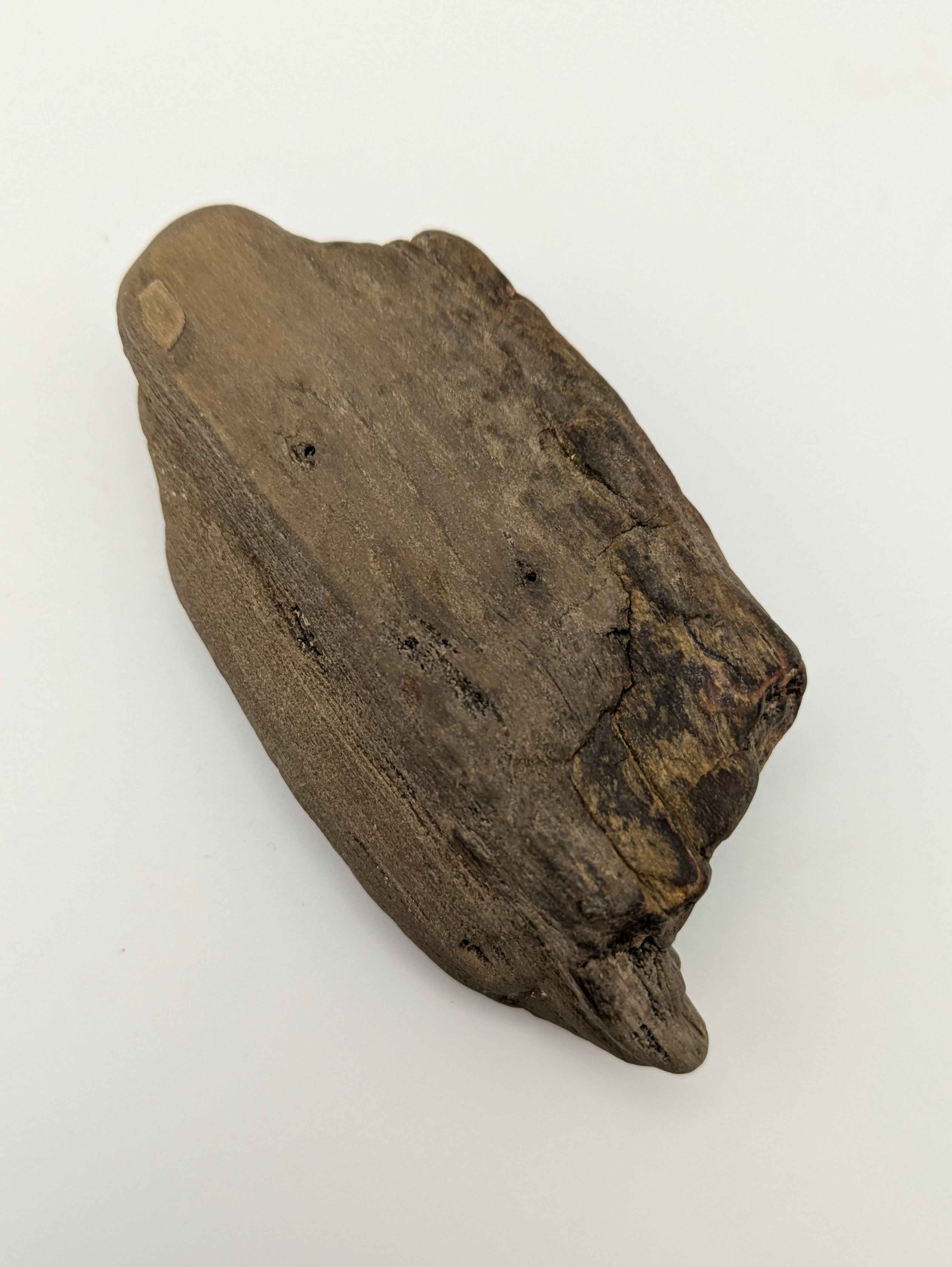 Petrified Wood Specimen with Druzy Crystals