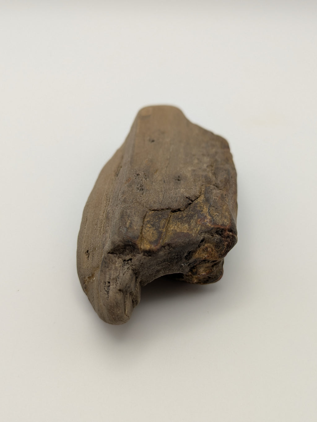 Petrified Wood Specimen with Druzy Crystals