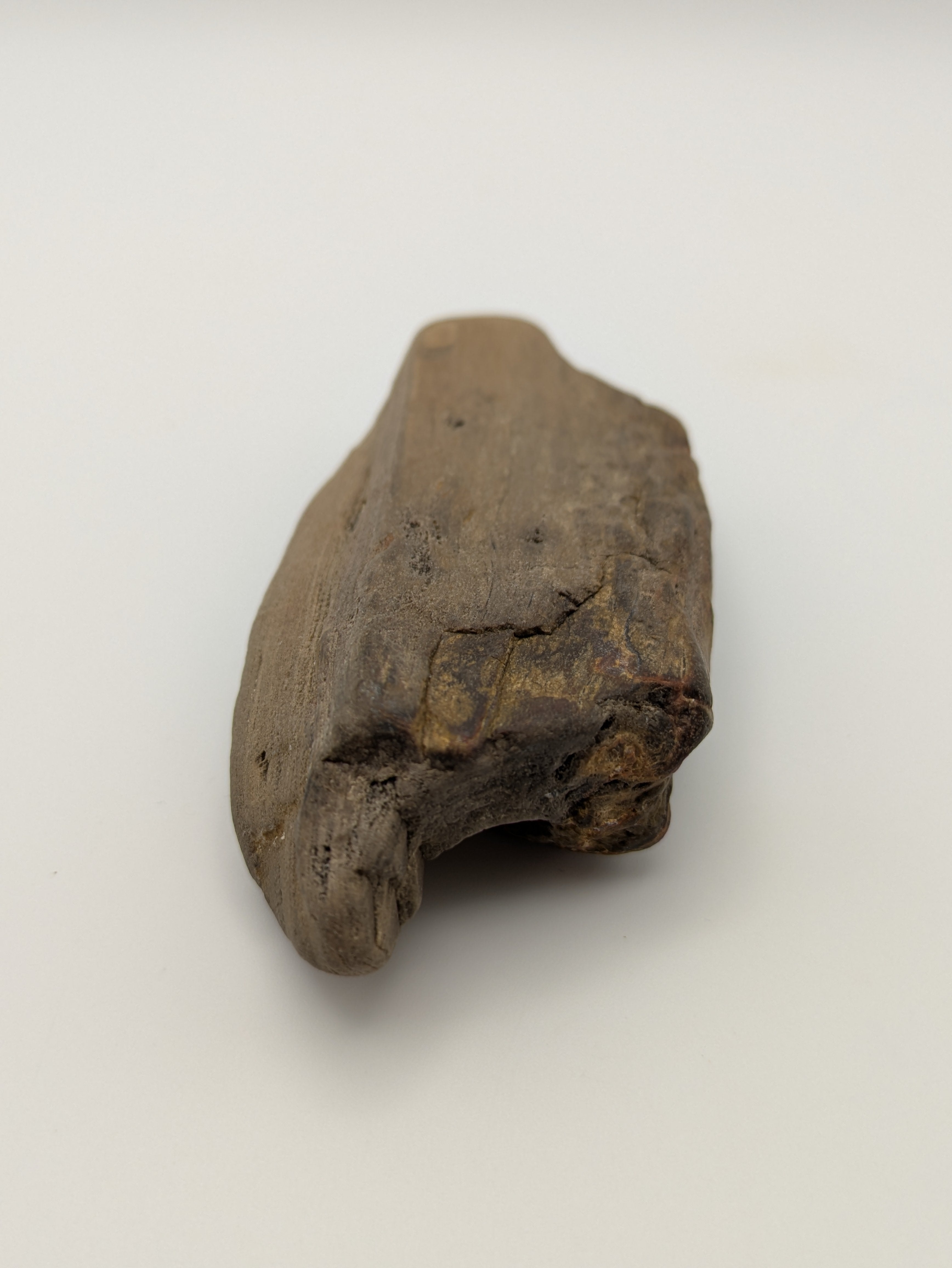 Petrified Wood Specimen with Druzy Crystals