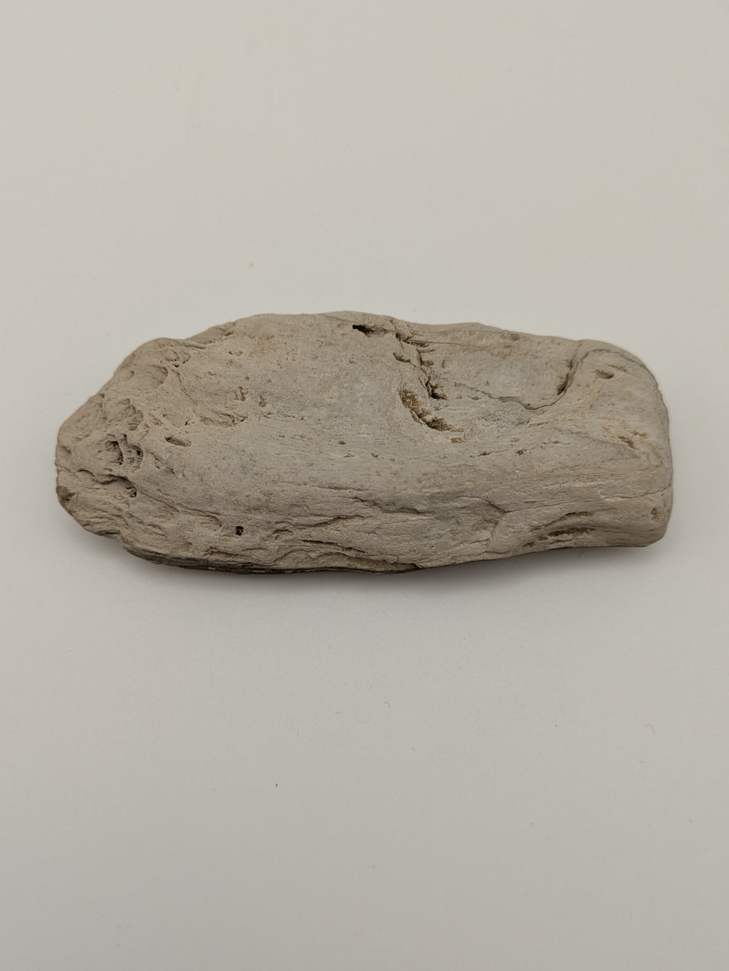 Petrified Wood Specimen