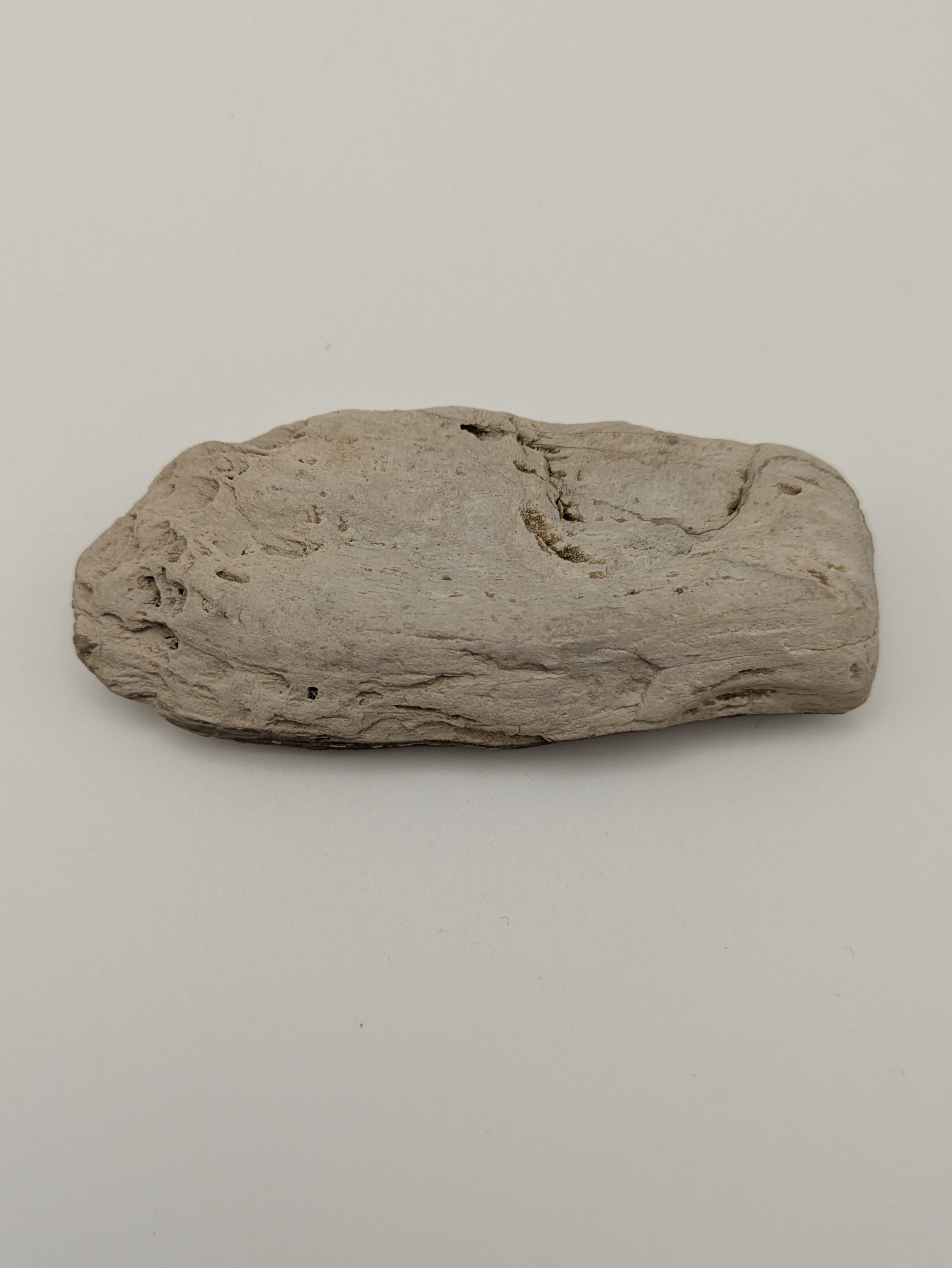Petrified Wood Specimen