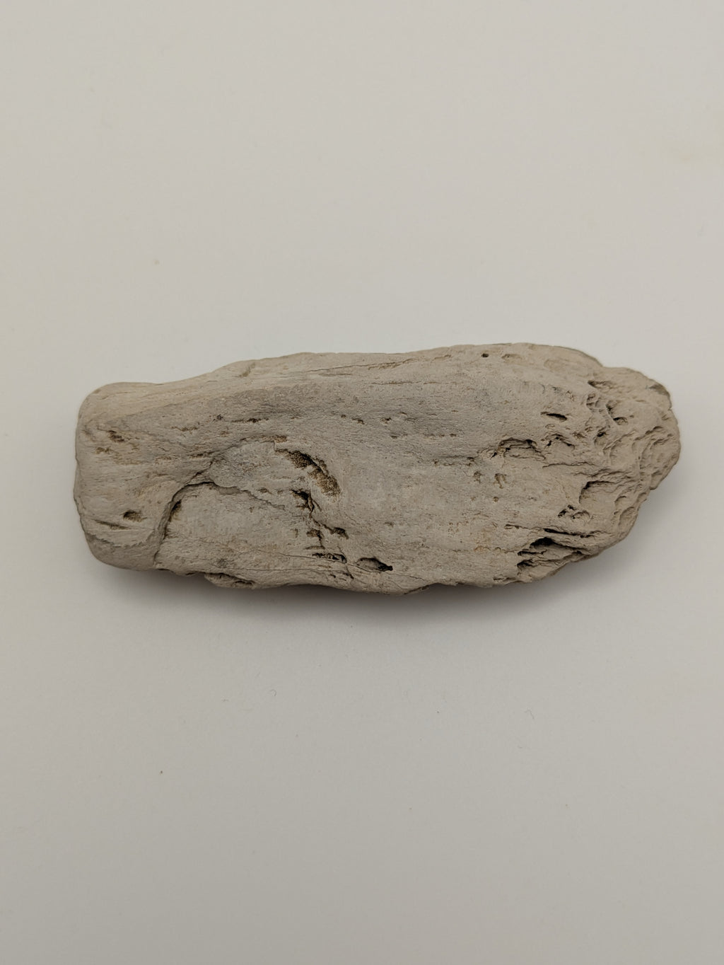 Petrified Wood Specimen