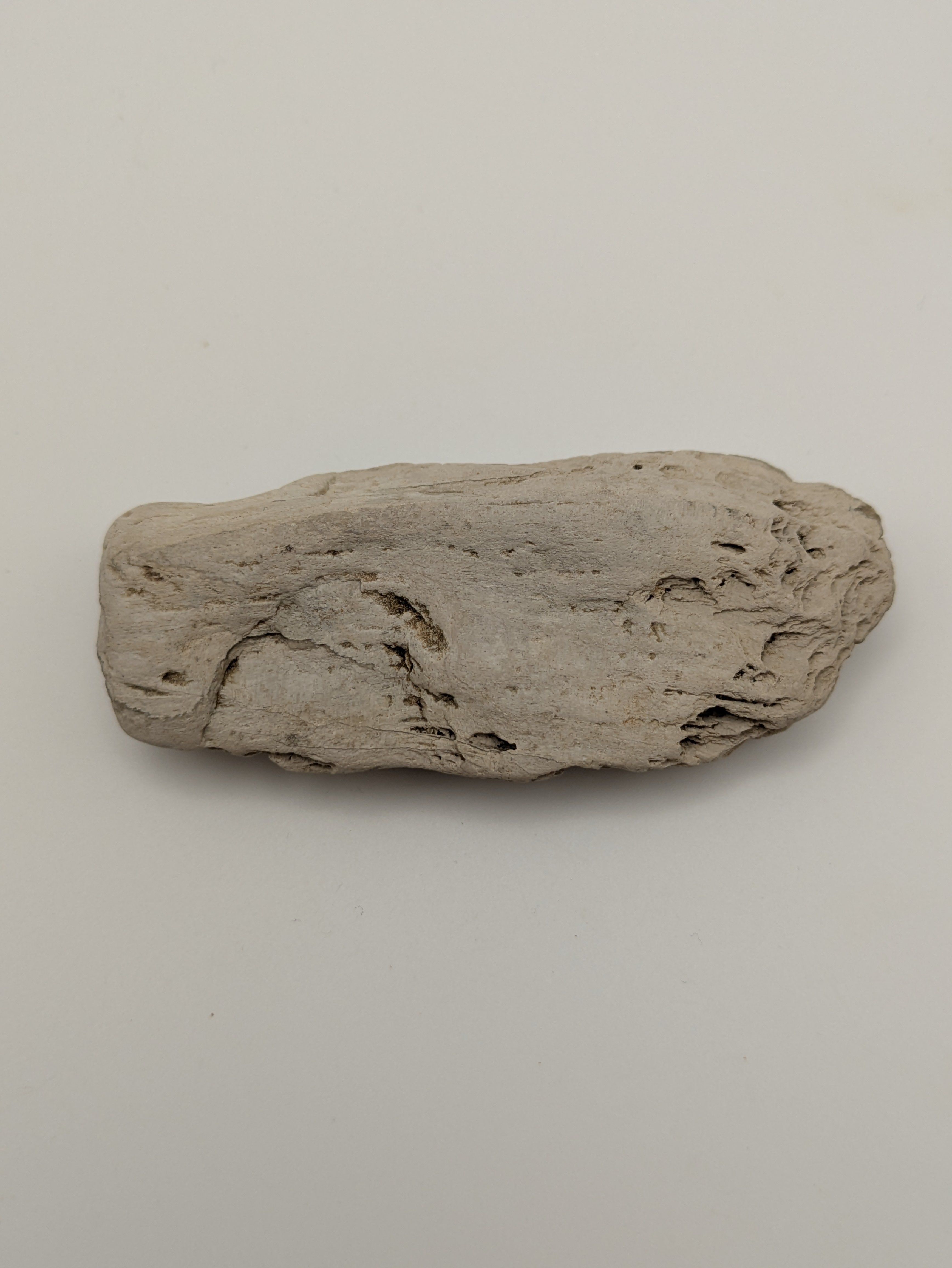 Petrified Wood Specimen