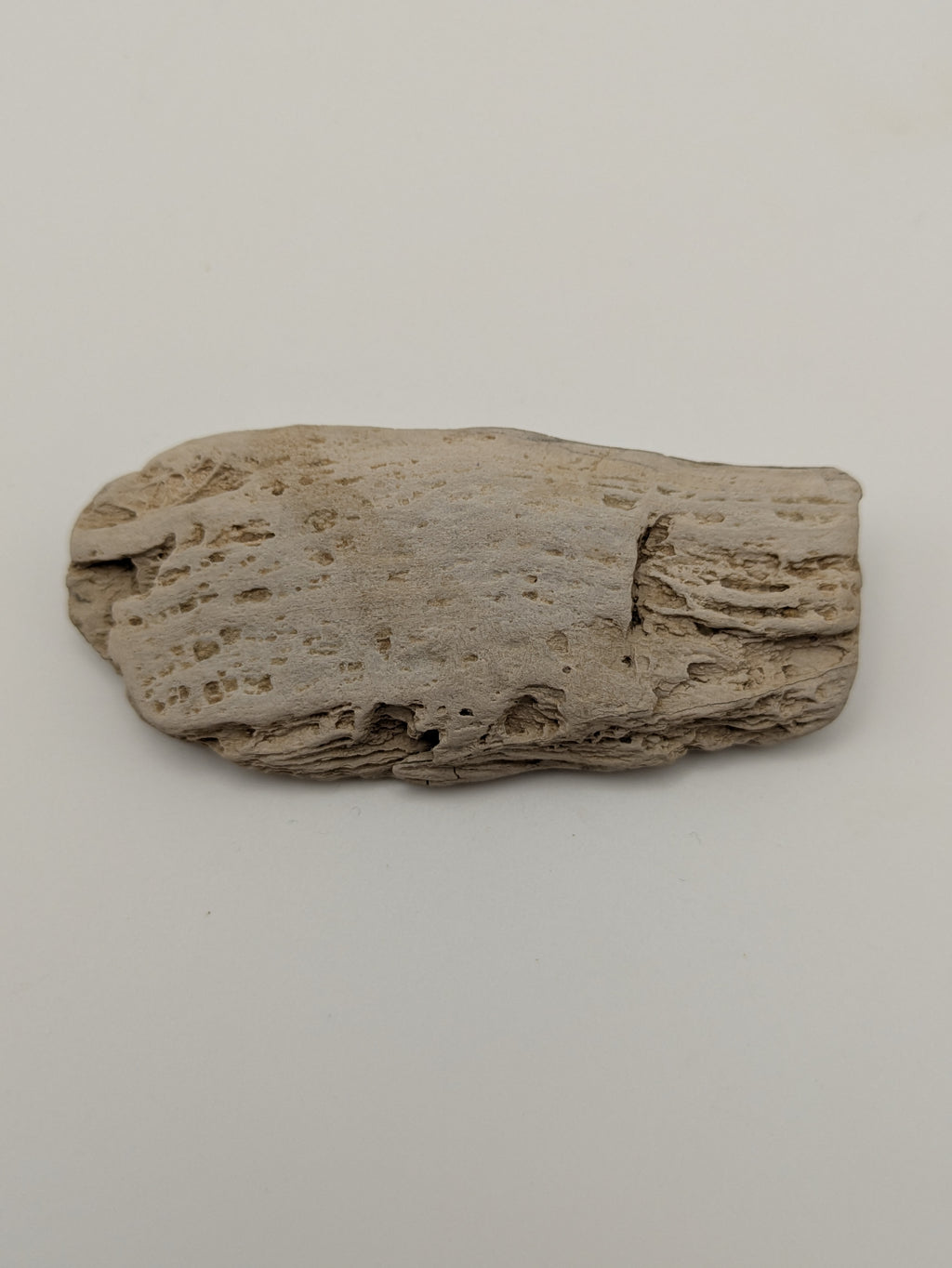 Petrified Wood Specimen
