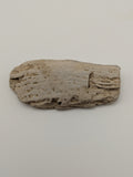Petrified Wood Specimen