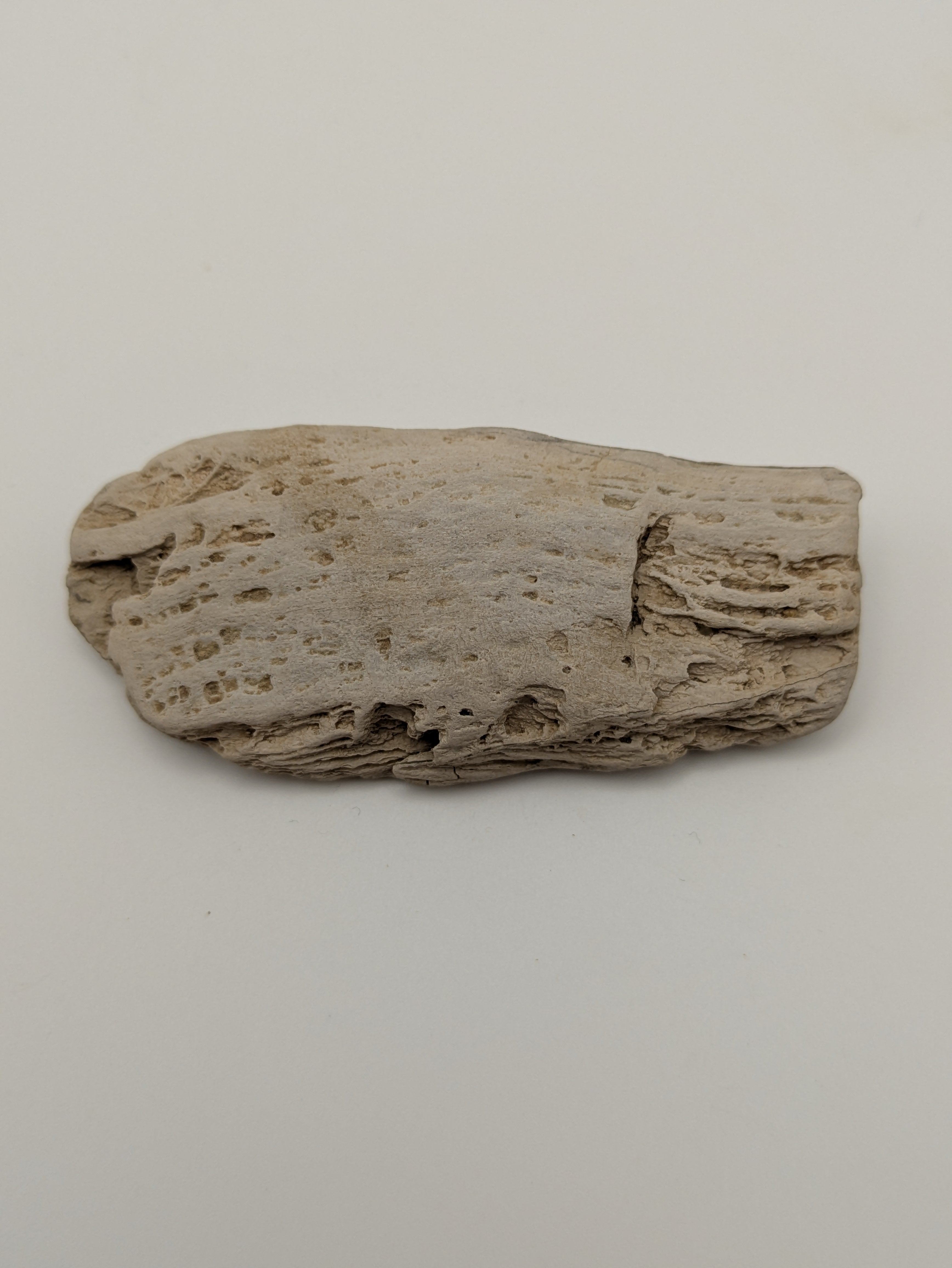 Petrified Wood Specimen