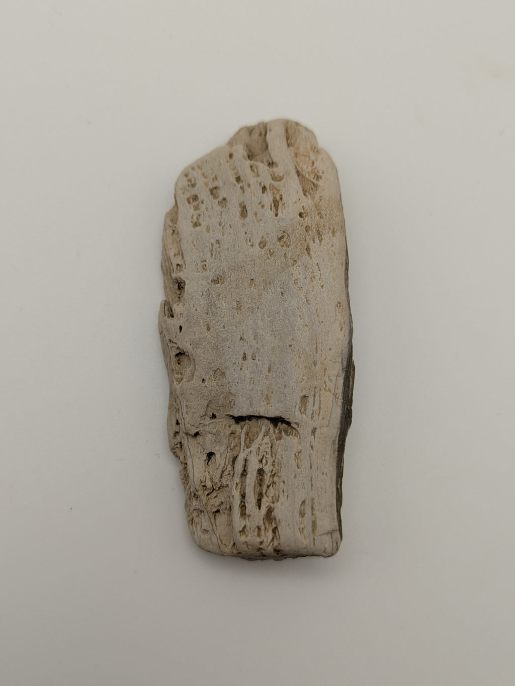 Petrified Wood Specimen