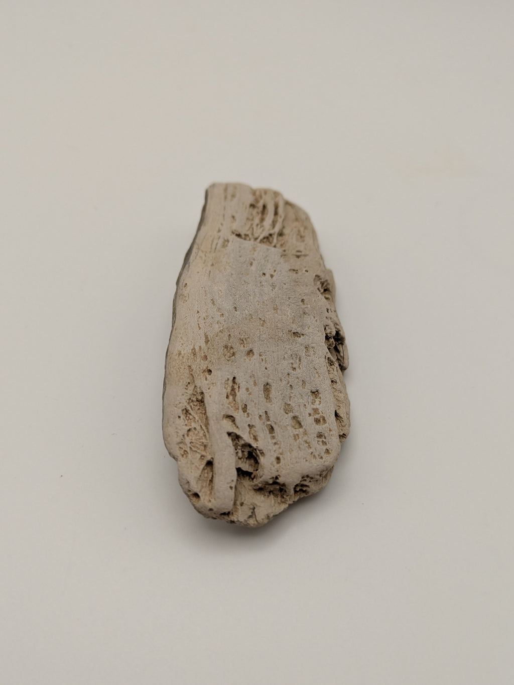 Petrified Wood Specimen