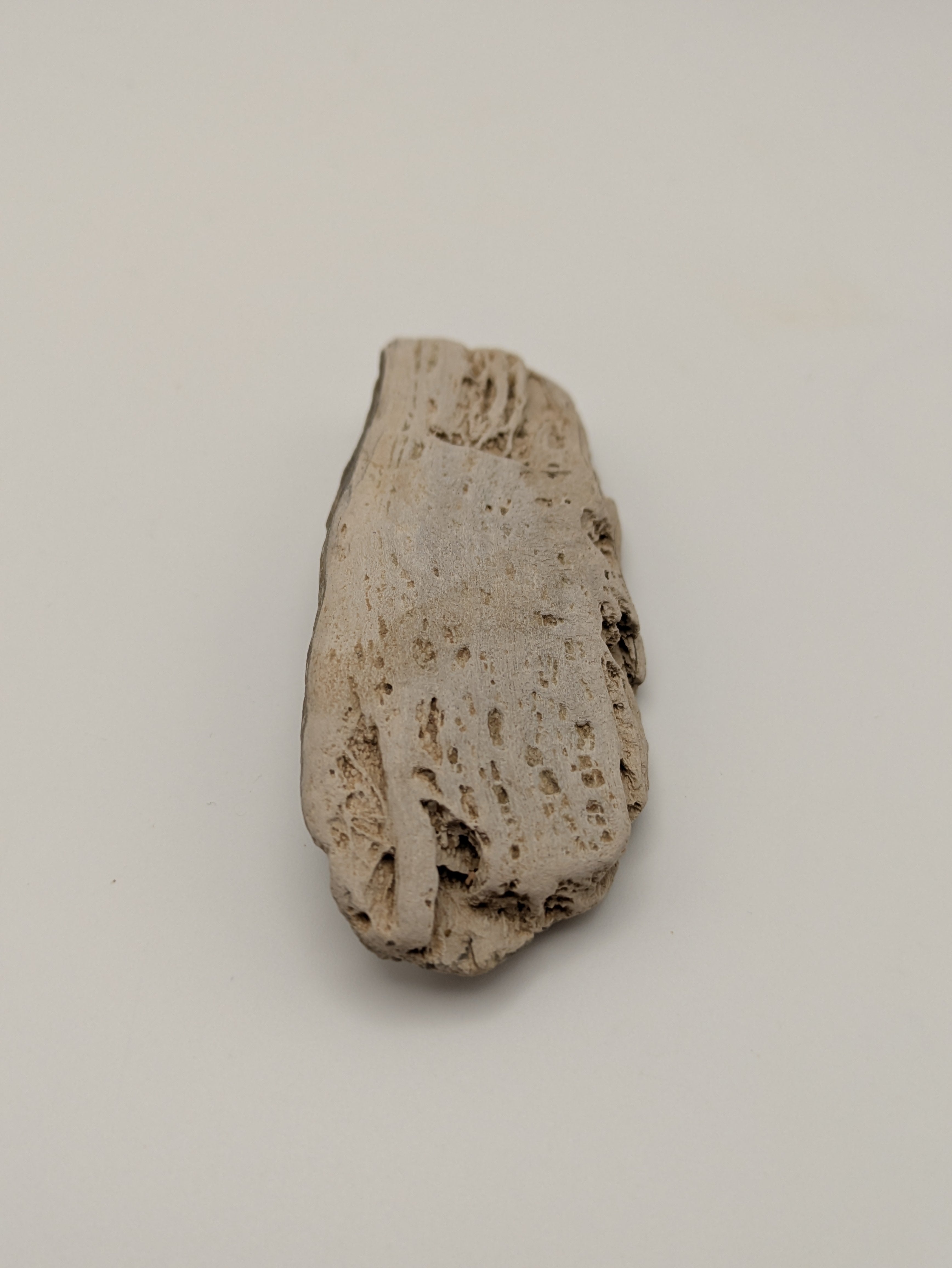 Petrified Wood Specimen