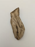 Petrified Wood Specimen