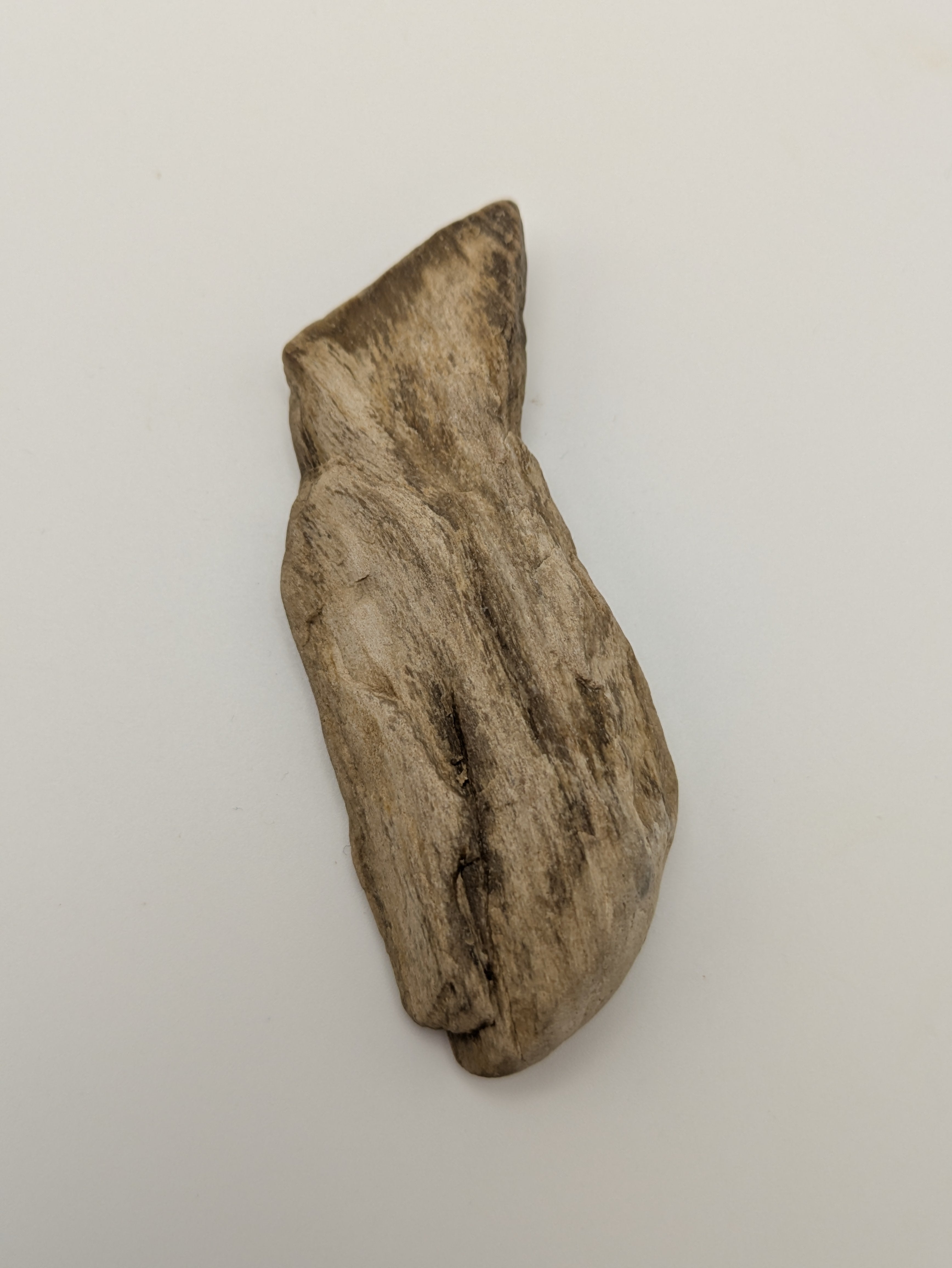 Petrified Wood Specimen