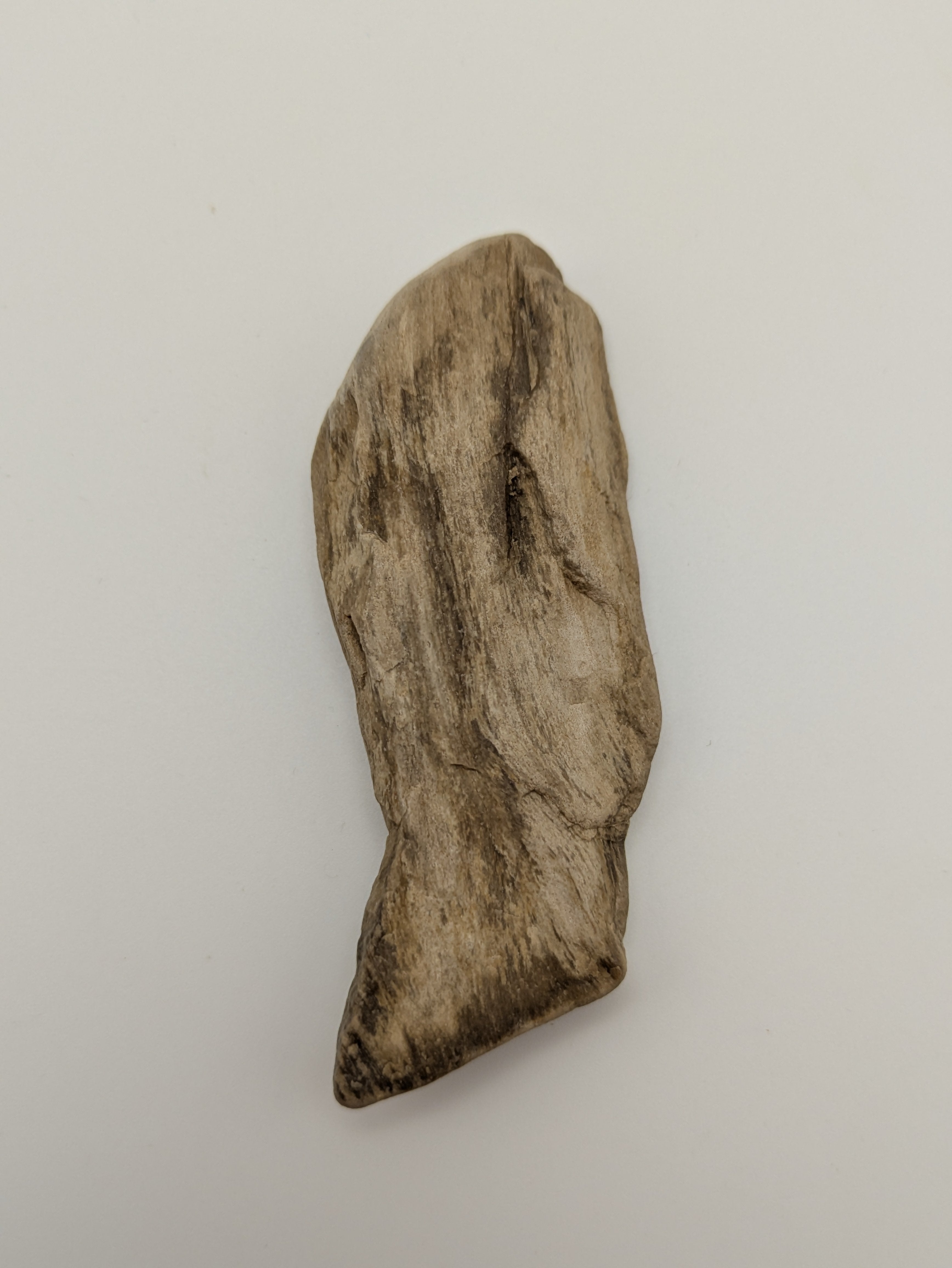 Petrified Wood Specimen