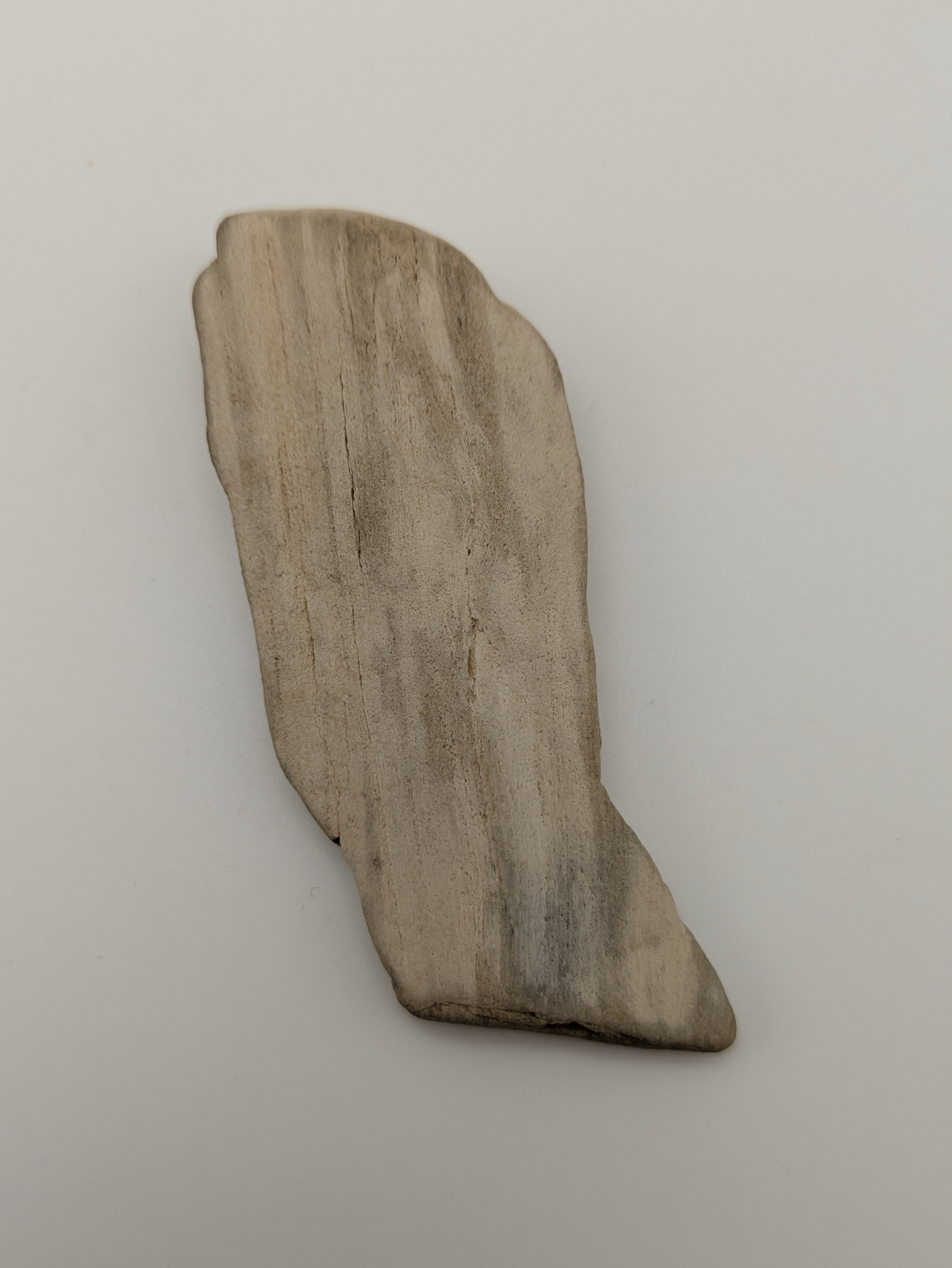 Petrified Wood Specimen