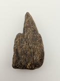 Petrified Wood Specimen