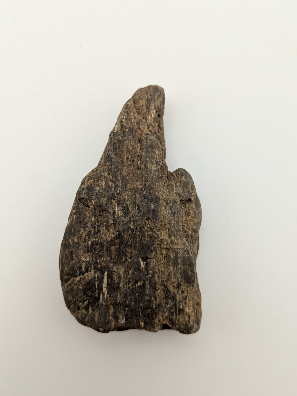 Petrified Wood Specimen
