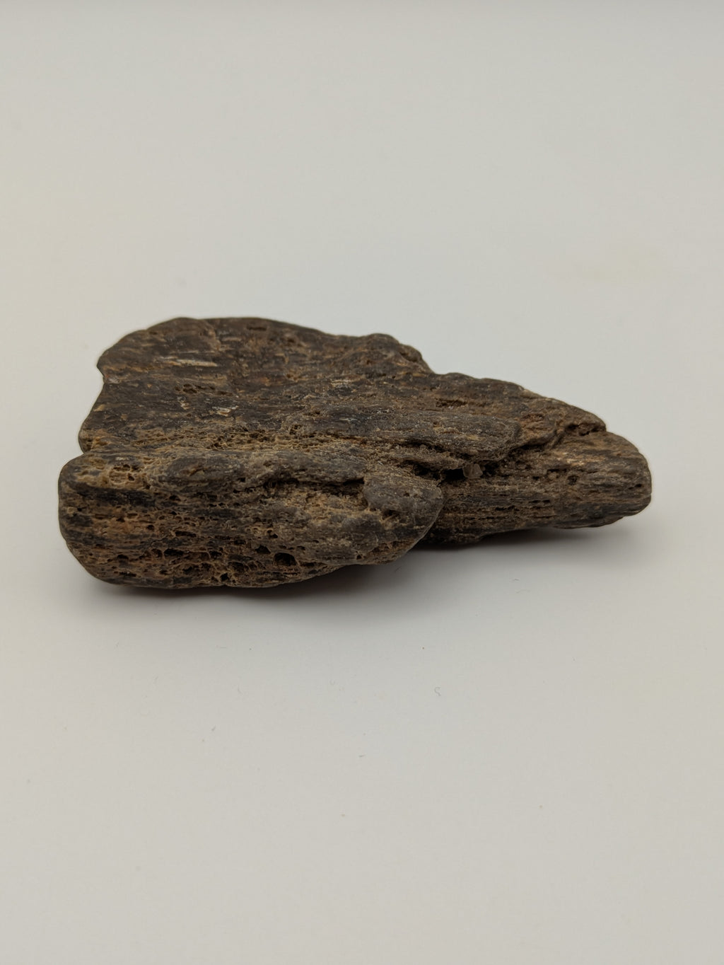 Petrified Wood Specimen