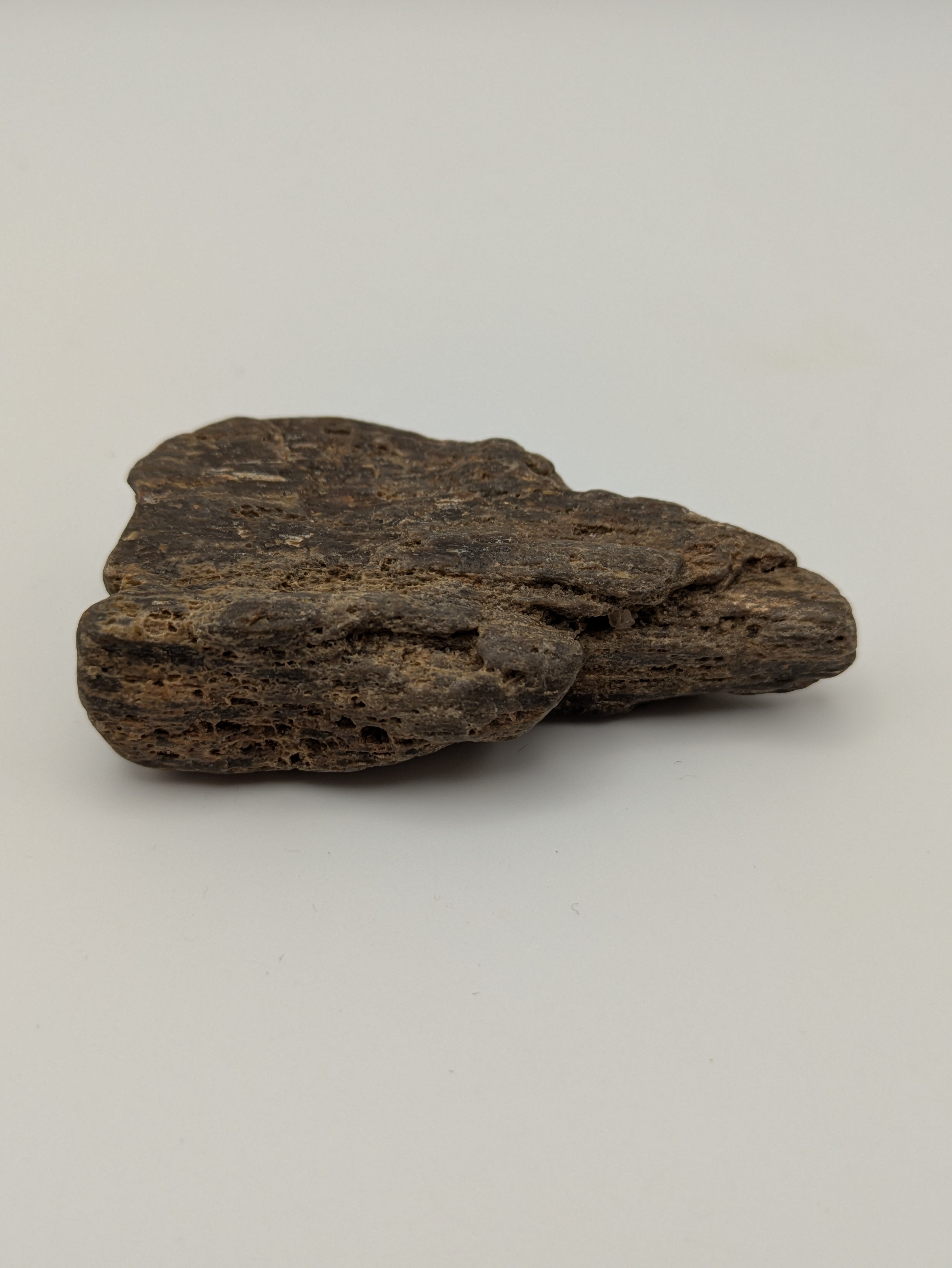 Petrified Wood Specimen