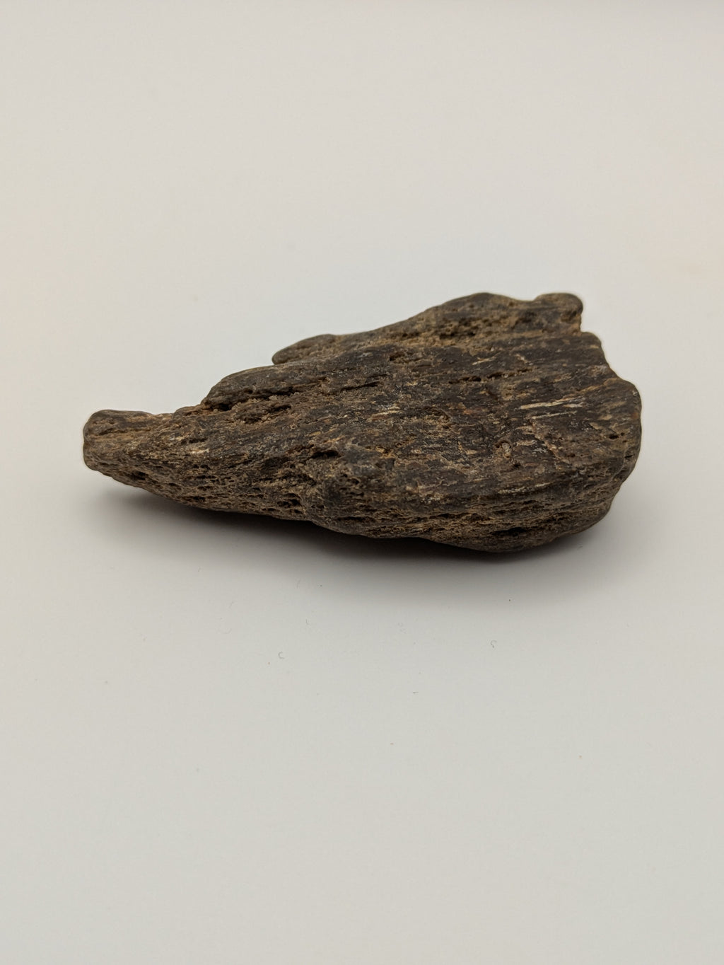 Petrified Wood Specimen