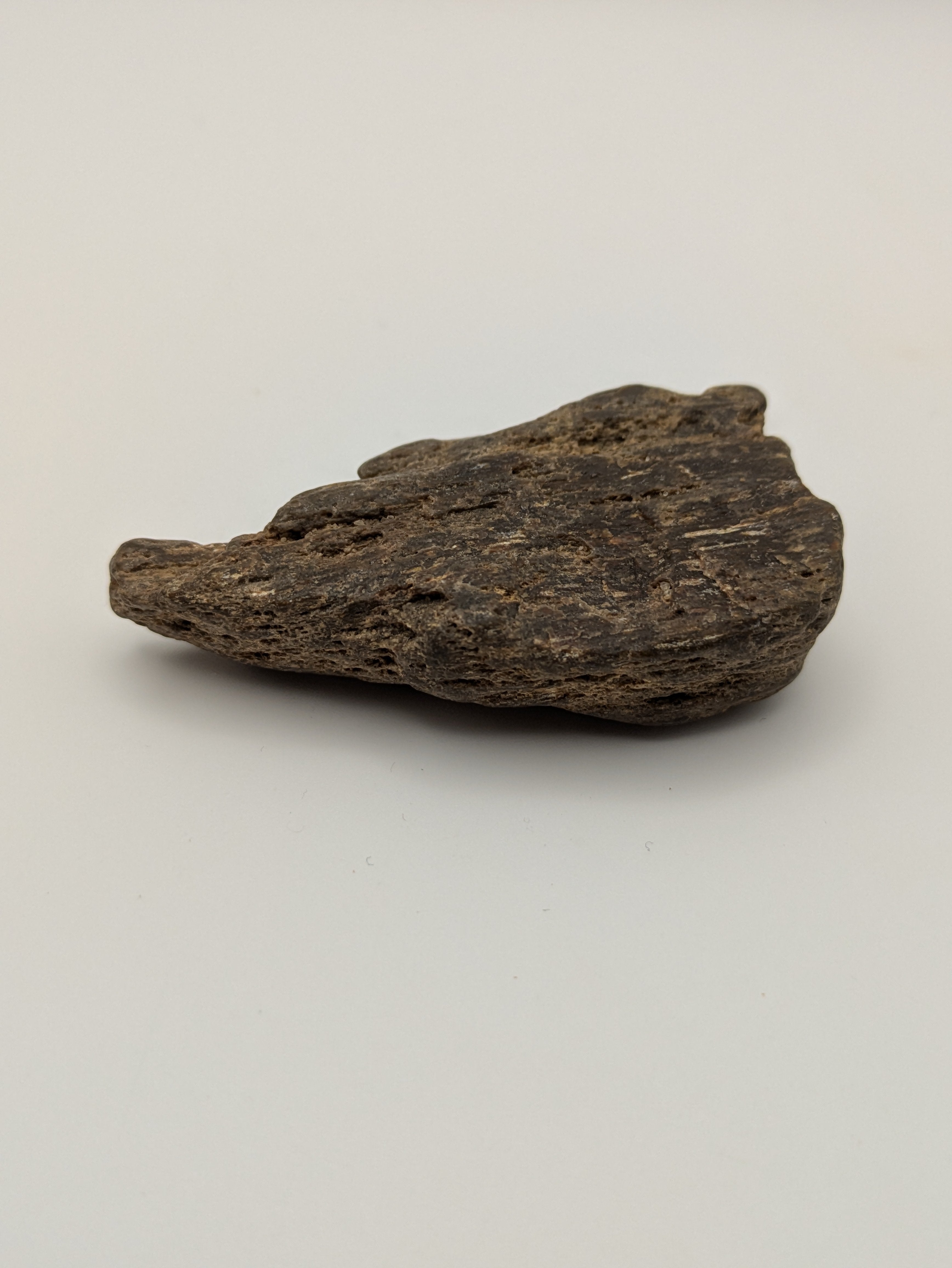 Petrified Wood Specimen