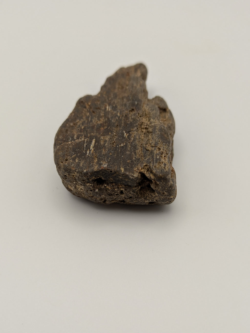 Petrified Wood Specimen