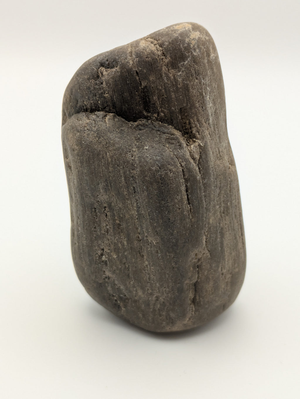 Petrified Wood Specimen