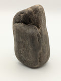 Petrified Wood Specimen