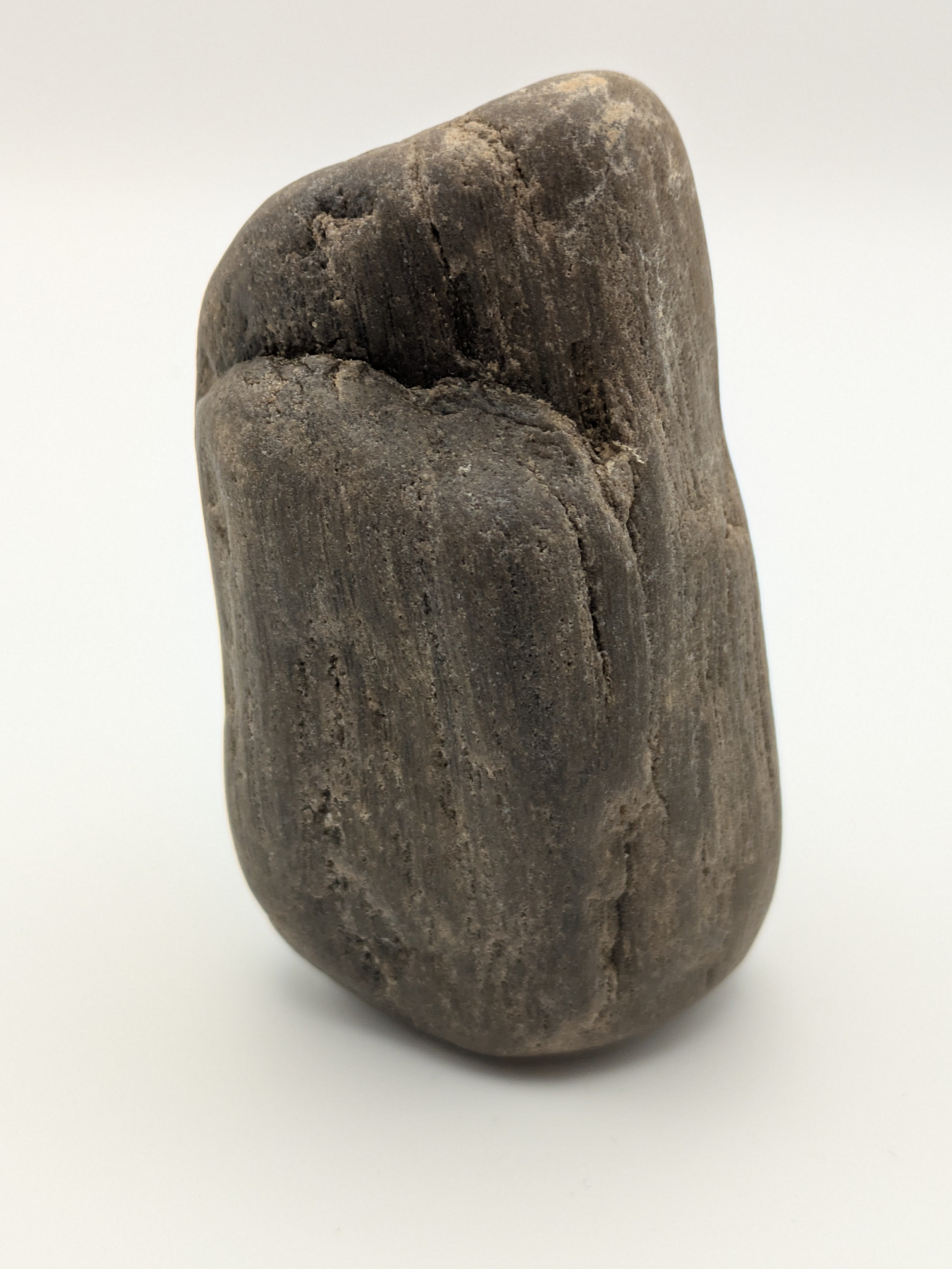 Petrified Wood Specimen