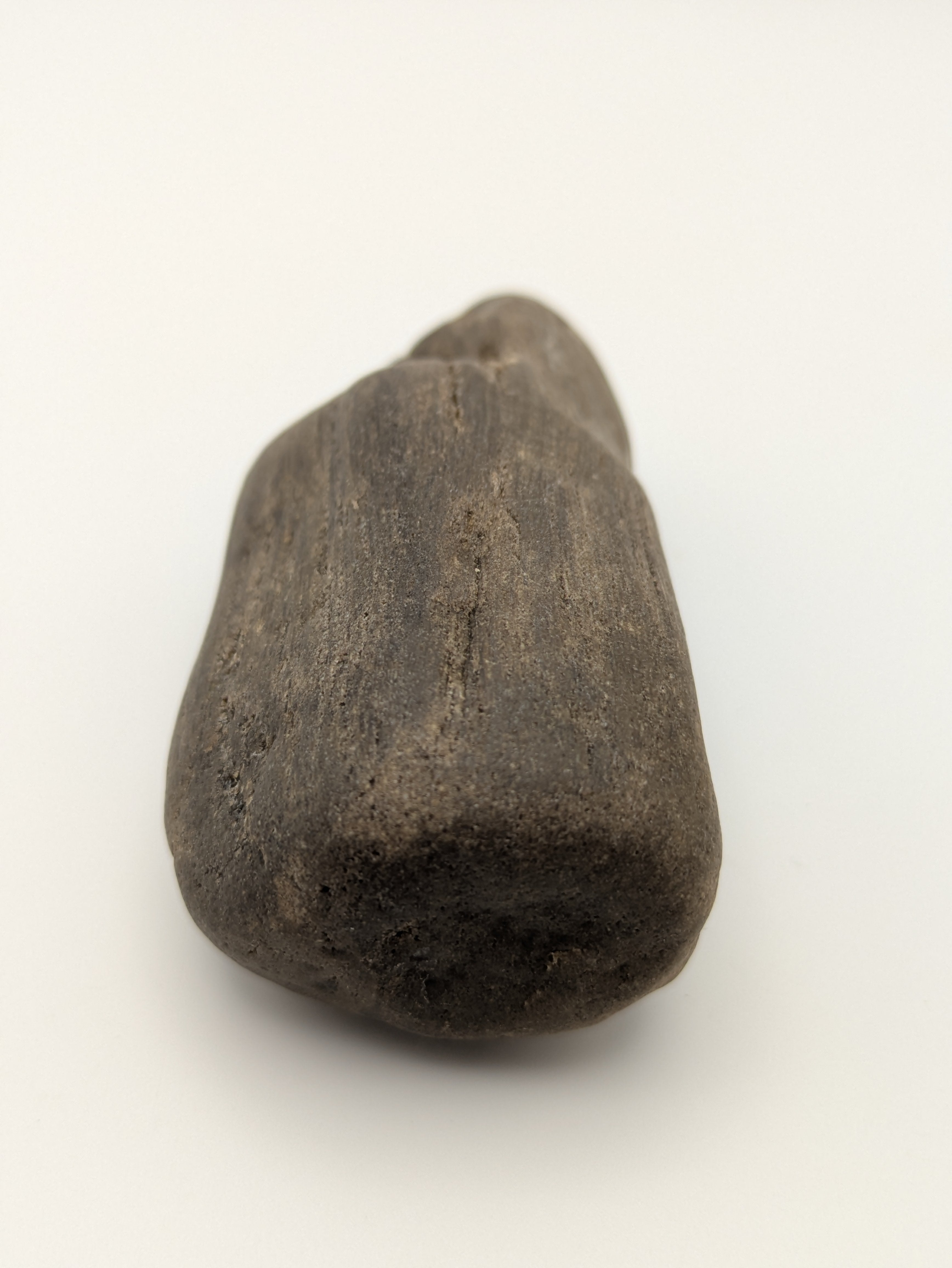 Petrified Wood Specimen