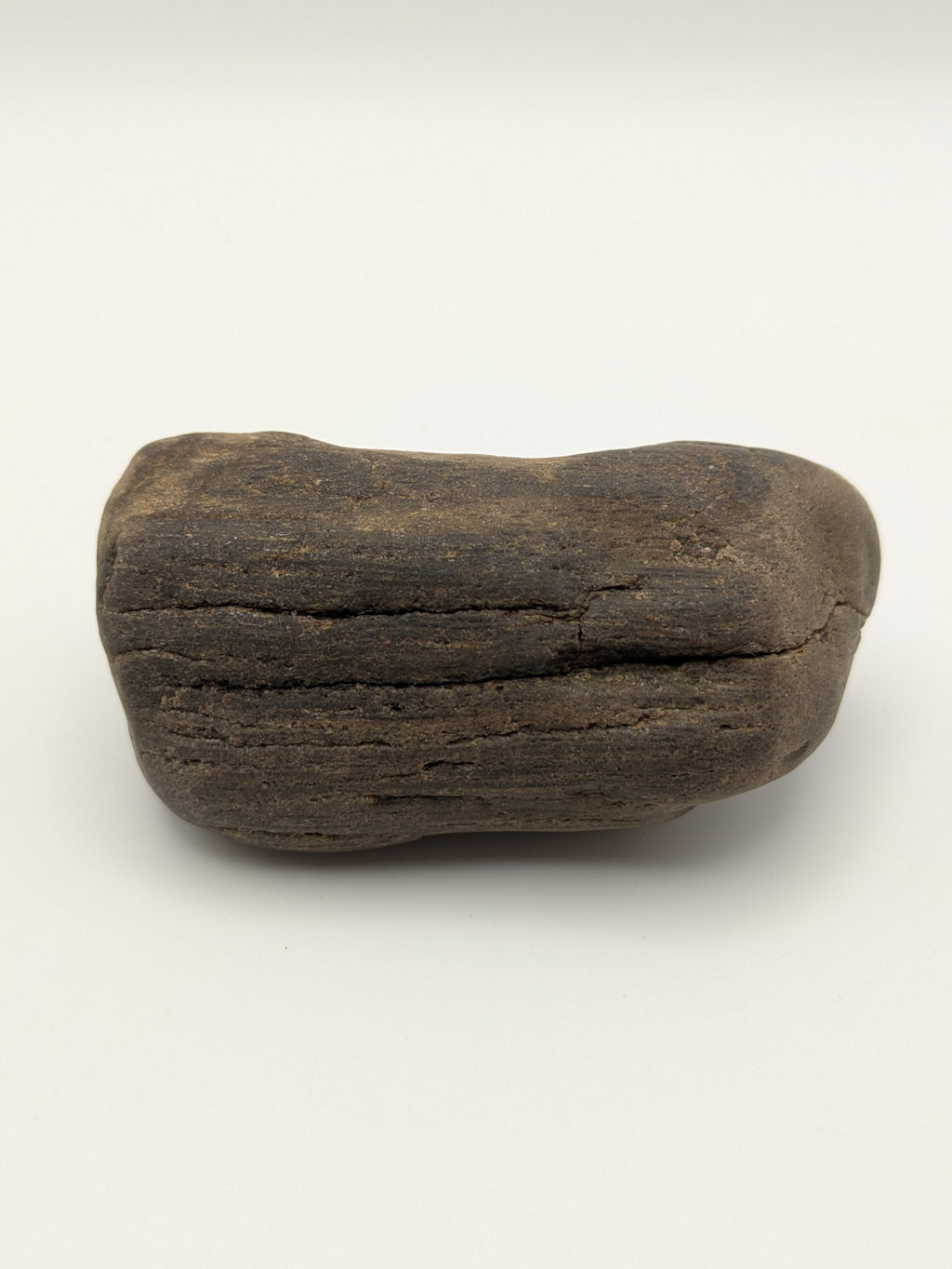 Petrified Wood Specimen