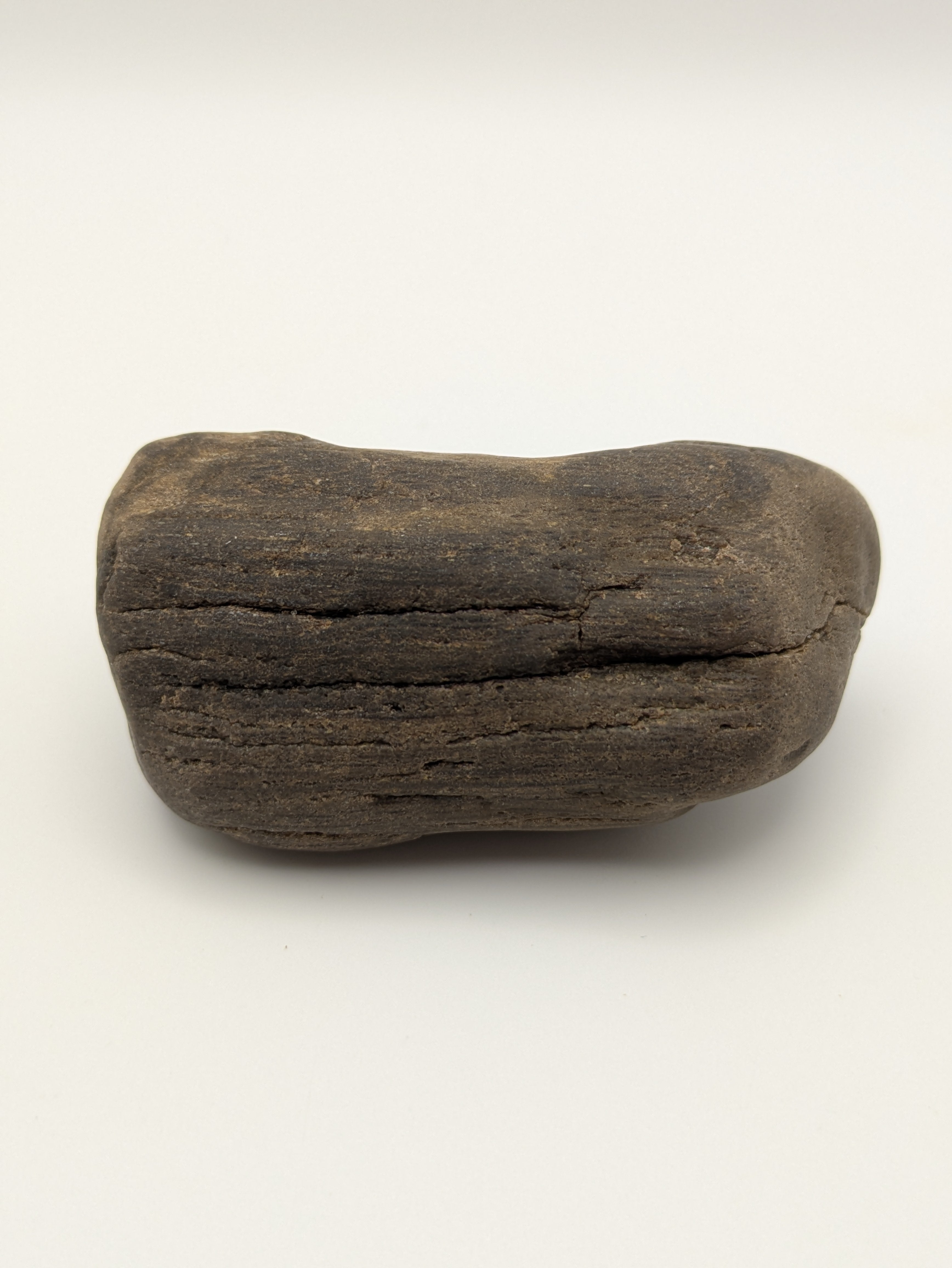 Petrified Wood Specimen