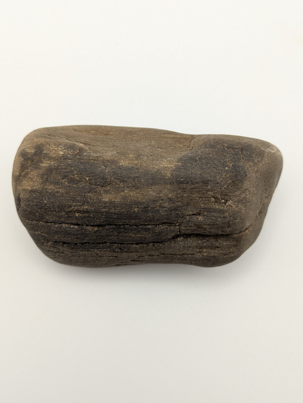 Petrified Wood Specimen
